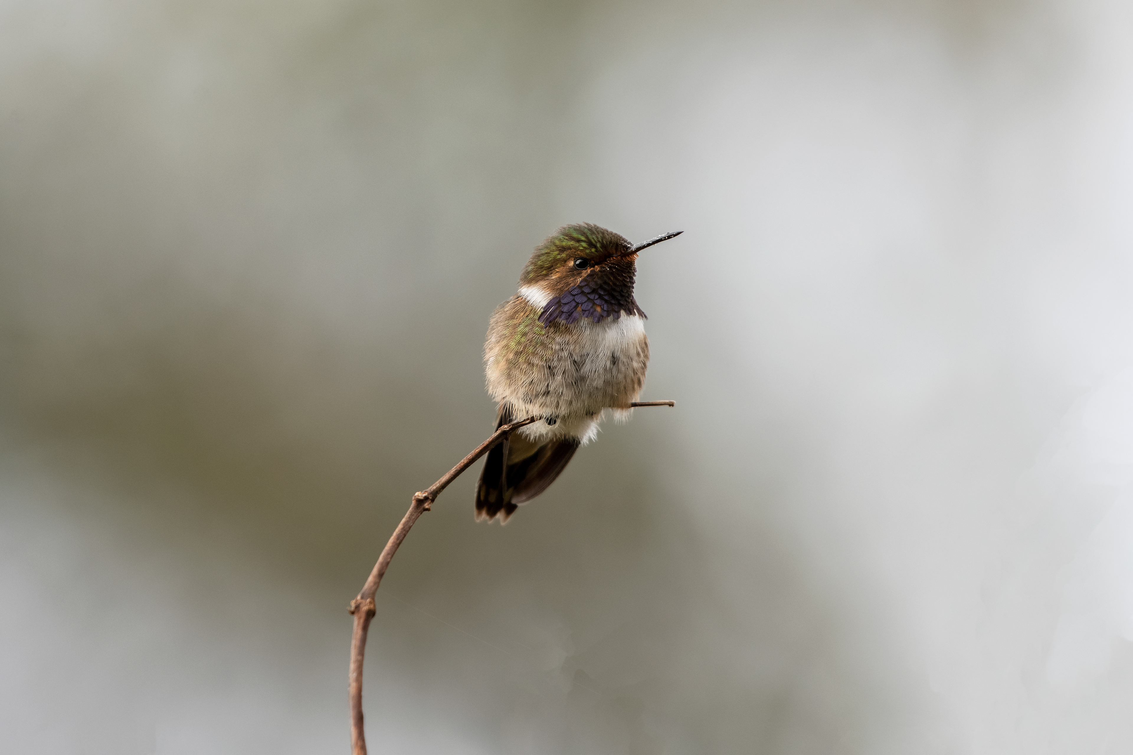 Volcano Hummingbird - male - Paraiso Quetzal Lodge - Costa Rica