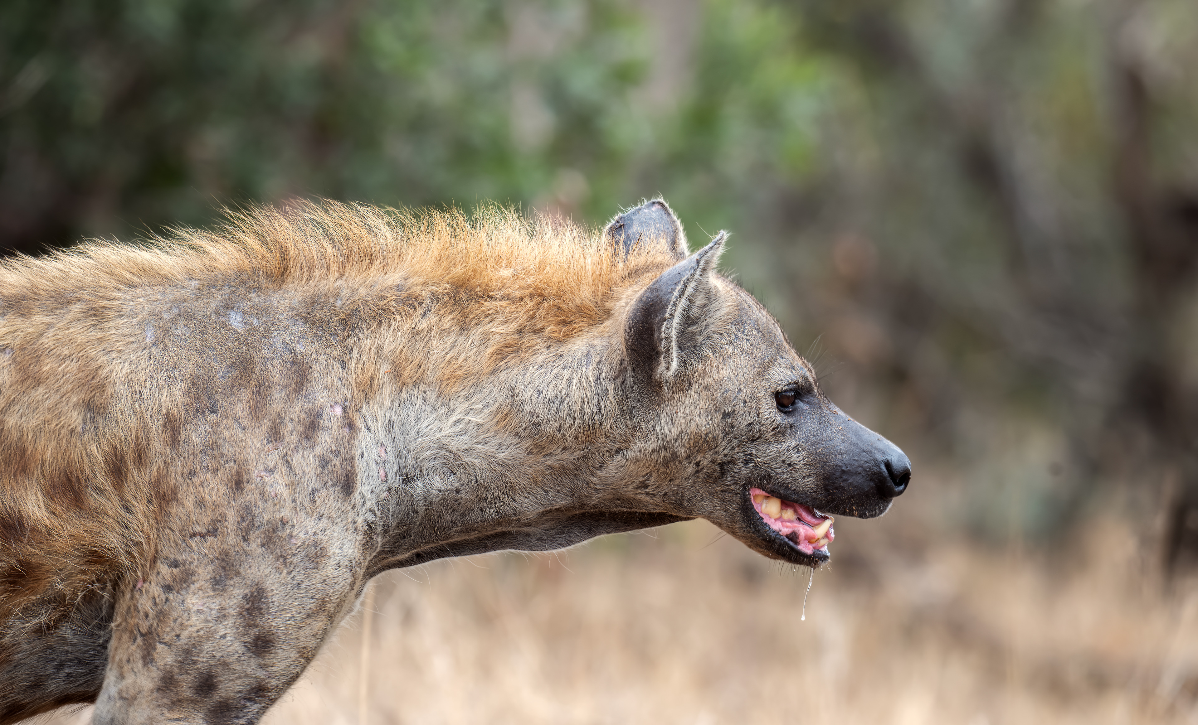 Spotted Hyena - Kruger National Park, South Africa