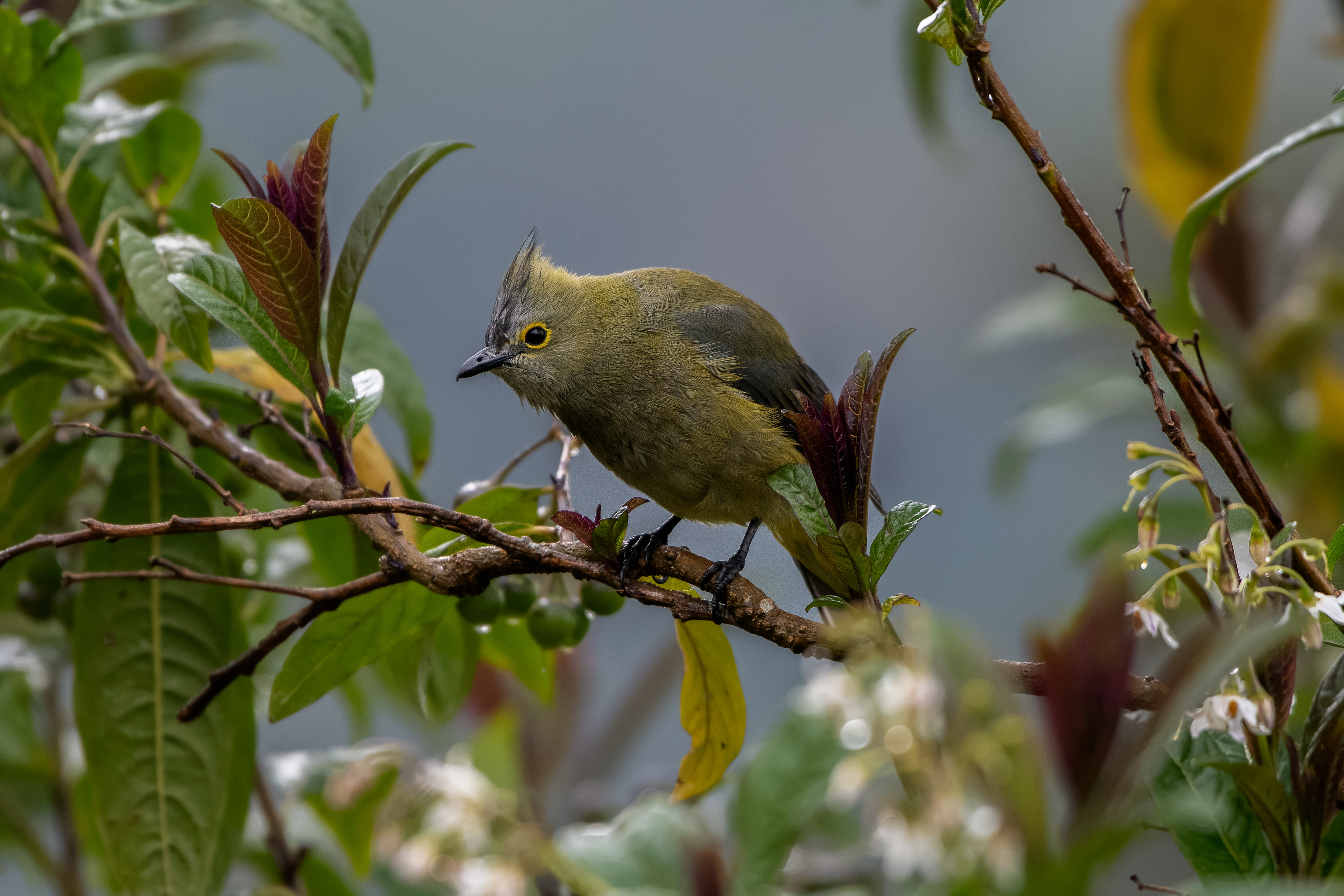 Long-tailed Silky Flycatcher - female -  Paraiso Quetzal Lodge  -  Costa Rica
