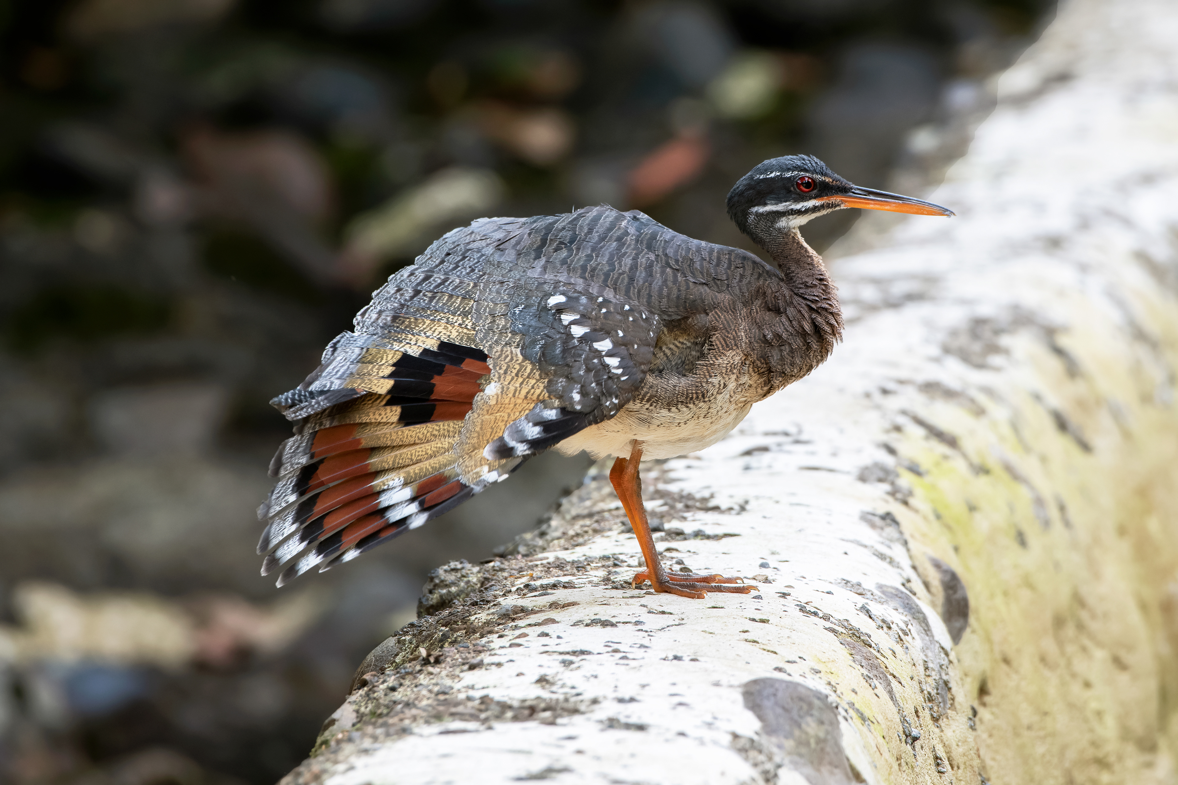 Sunbittern -  Sarapiqui, Costa Rica