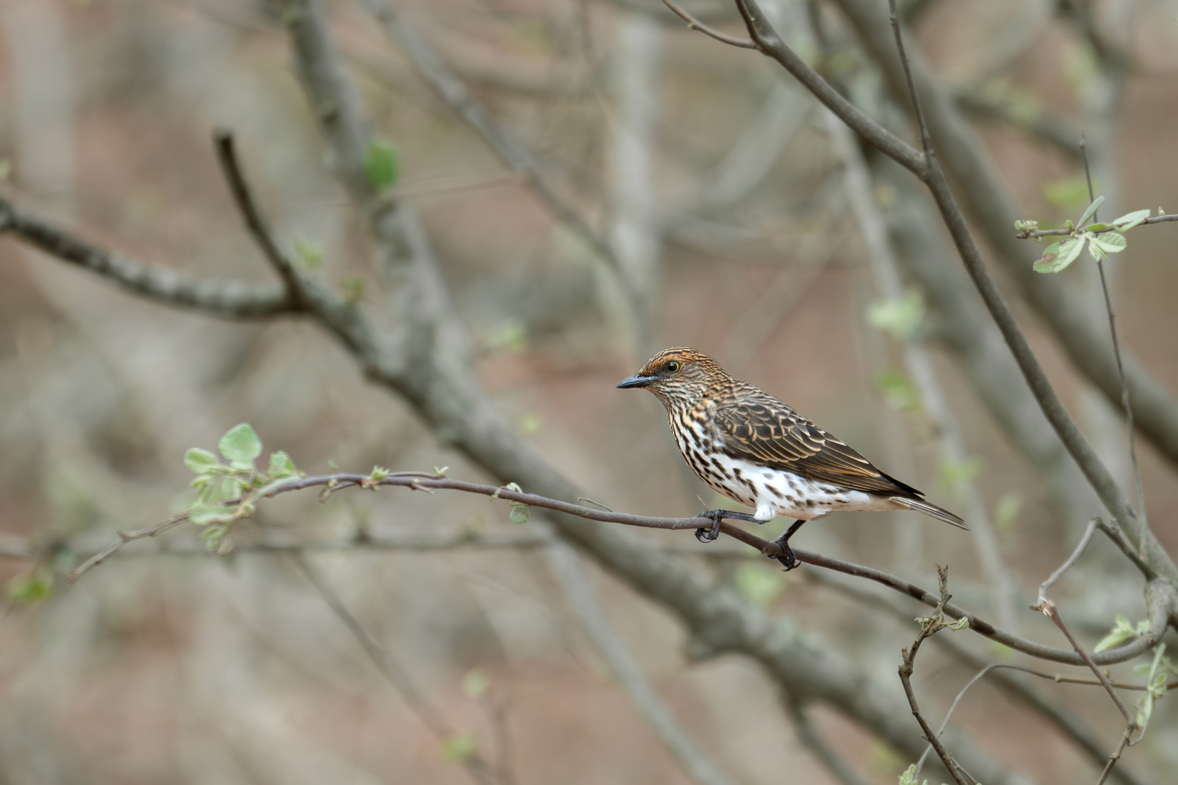 Violet-backed Starling - female - Bingsong Lodge - Marloth Park, South Africa