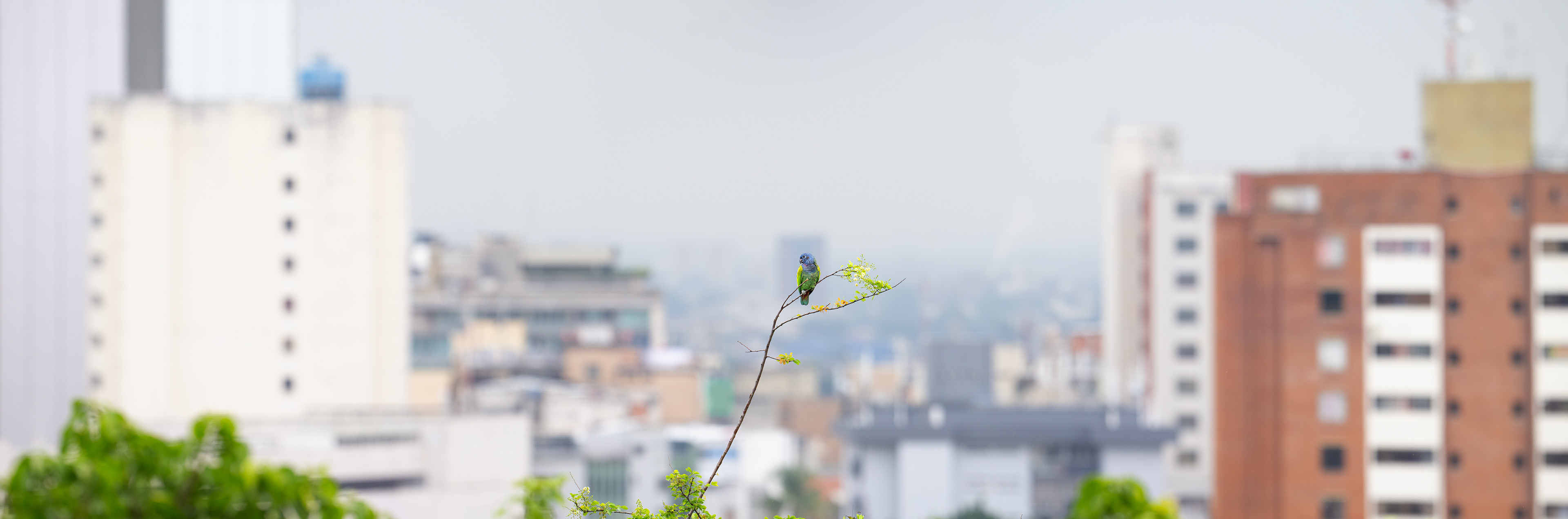 Blue-headed Parrot - Cali, Colombia