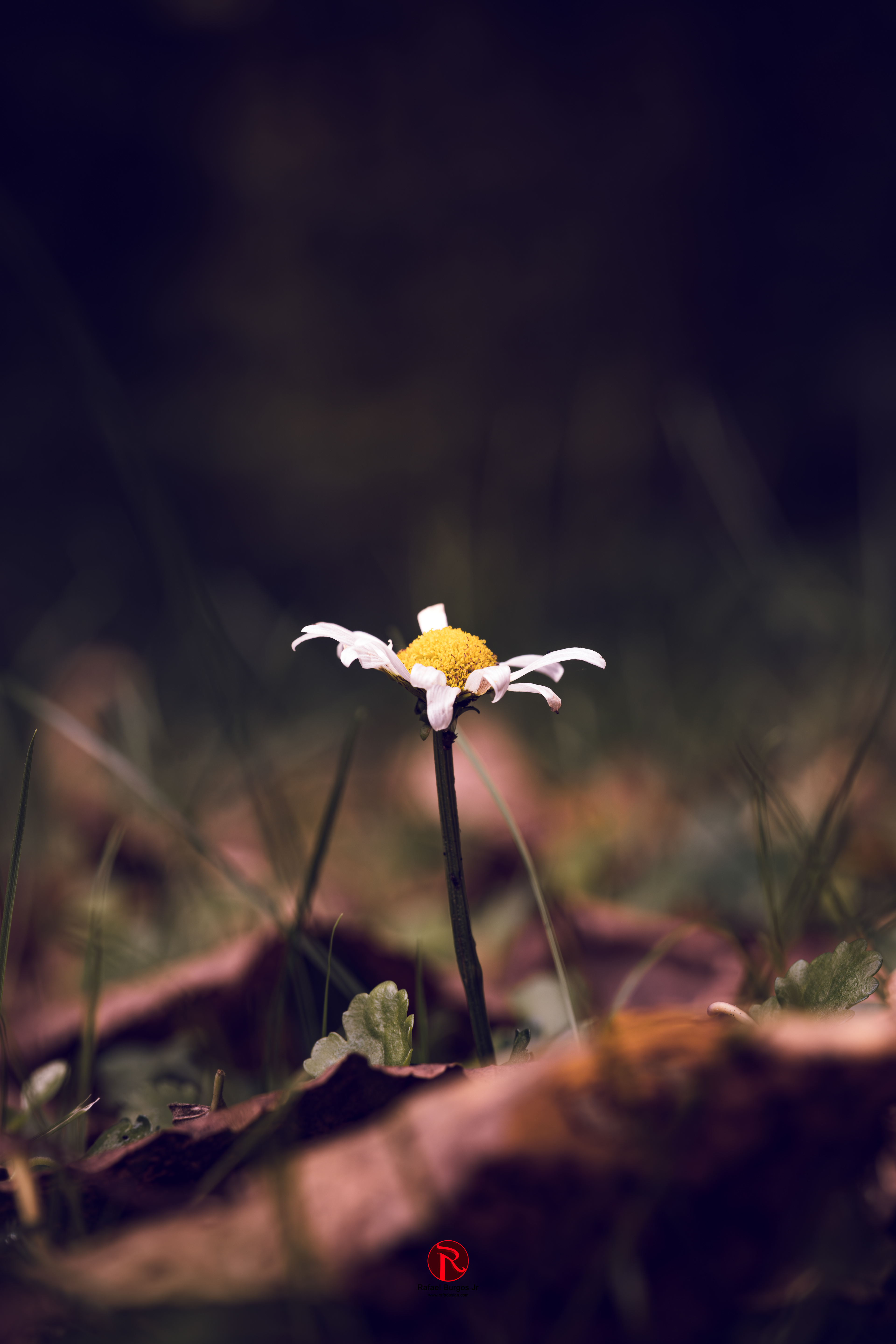 Against the giant step