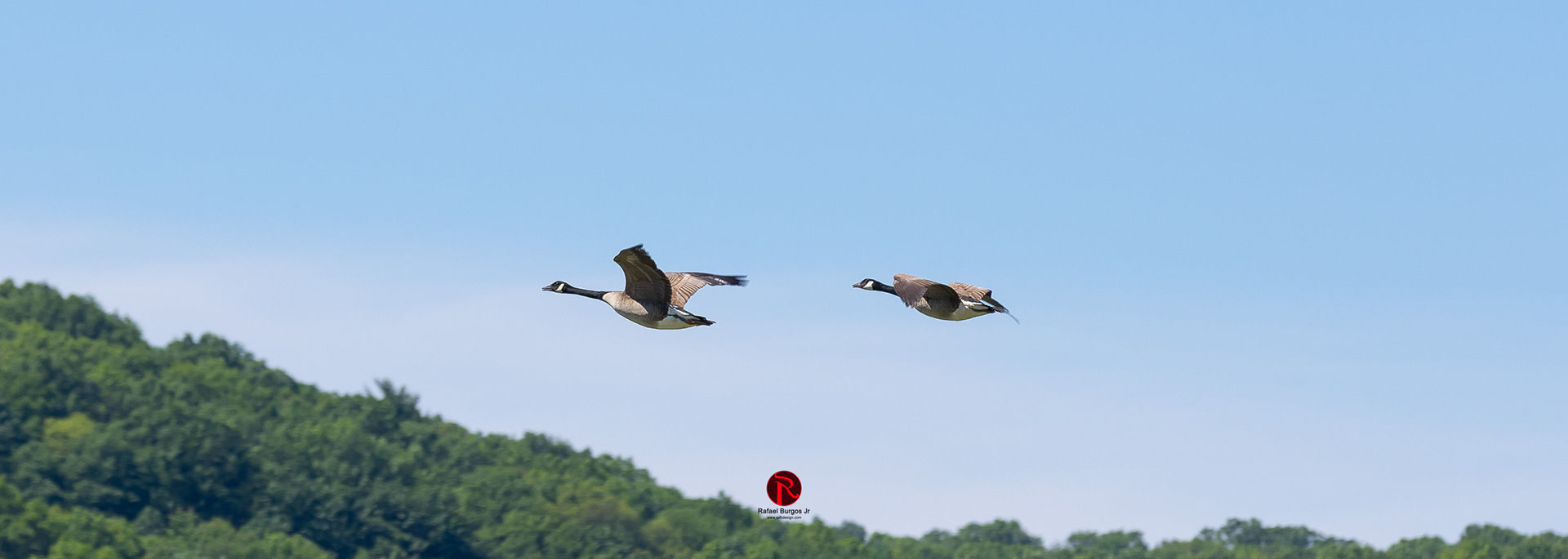 Middle Creek Wildlife