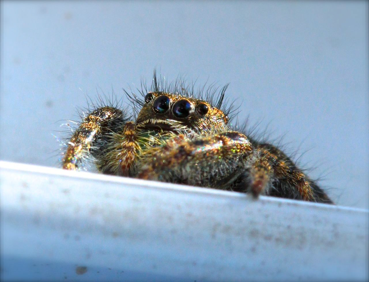 Spider Macro - Self Promo
