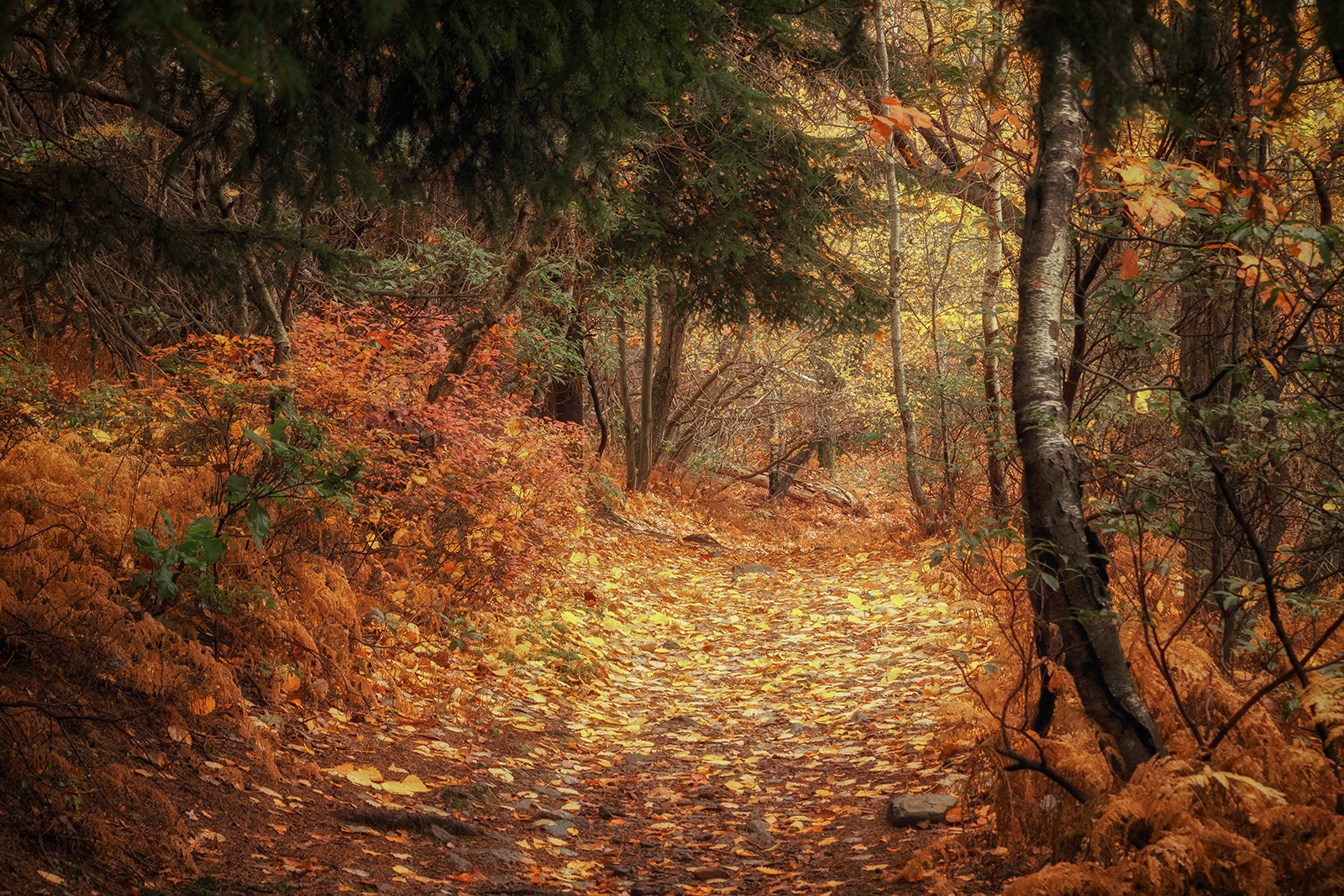 Fall Colors - Self Promo