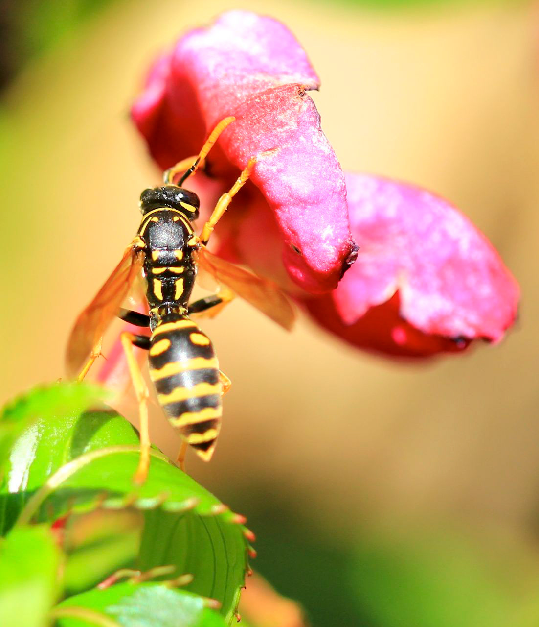 Bee Macro - Self Promo