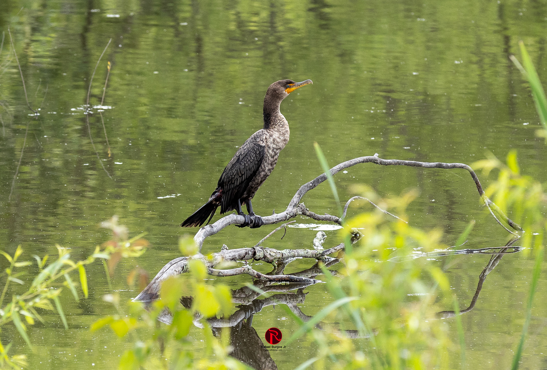 Middle Creek Wildlife