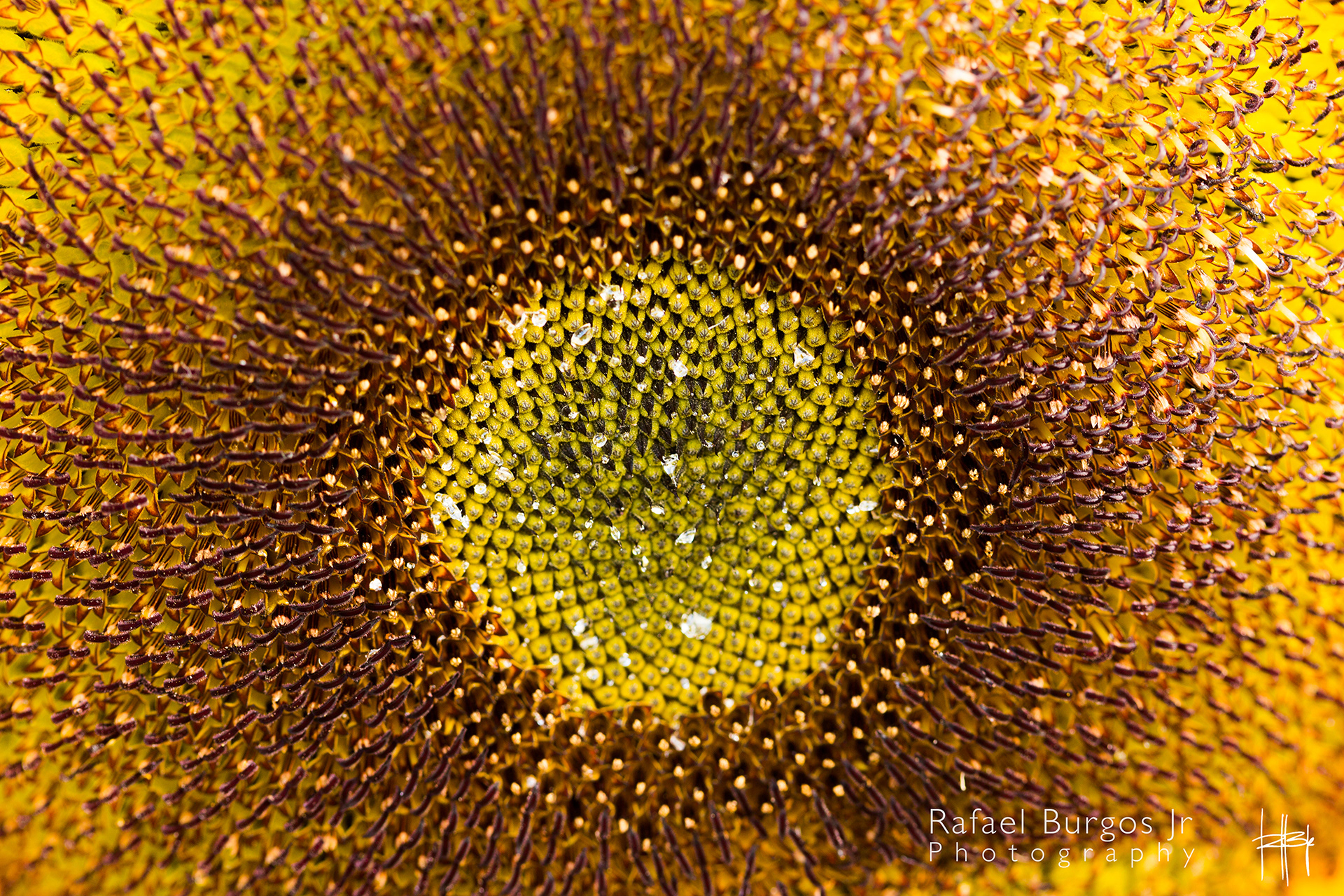 In the Middle - Self Promo