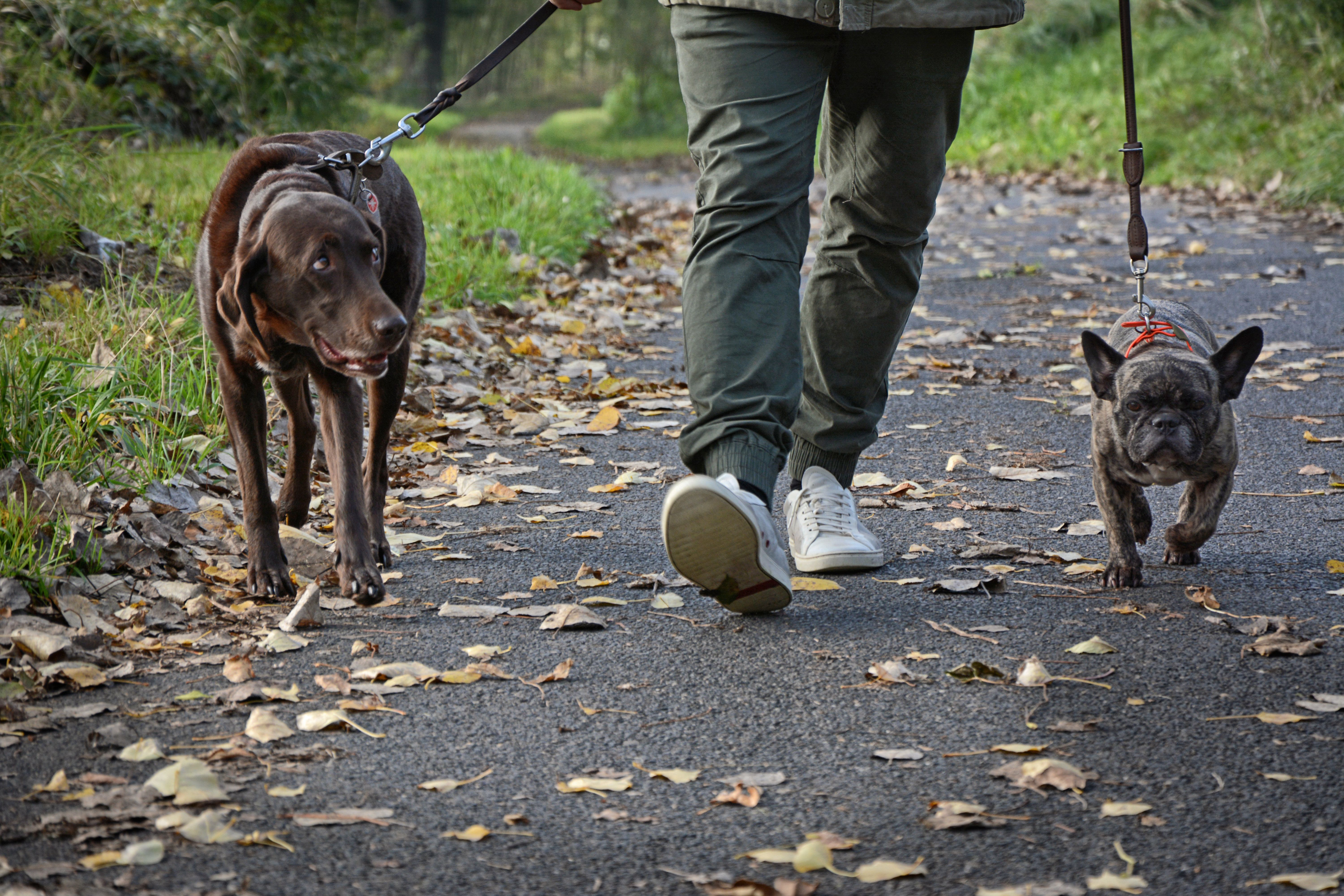 OLIVER PETSZOKAT FÜR „HUNDERUNDEN“