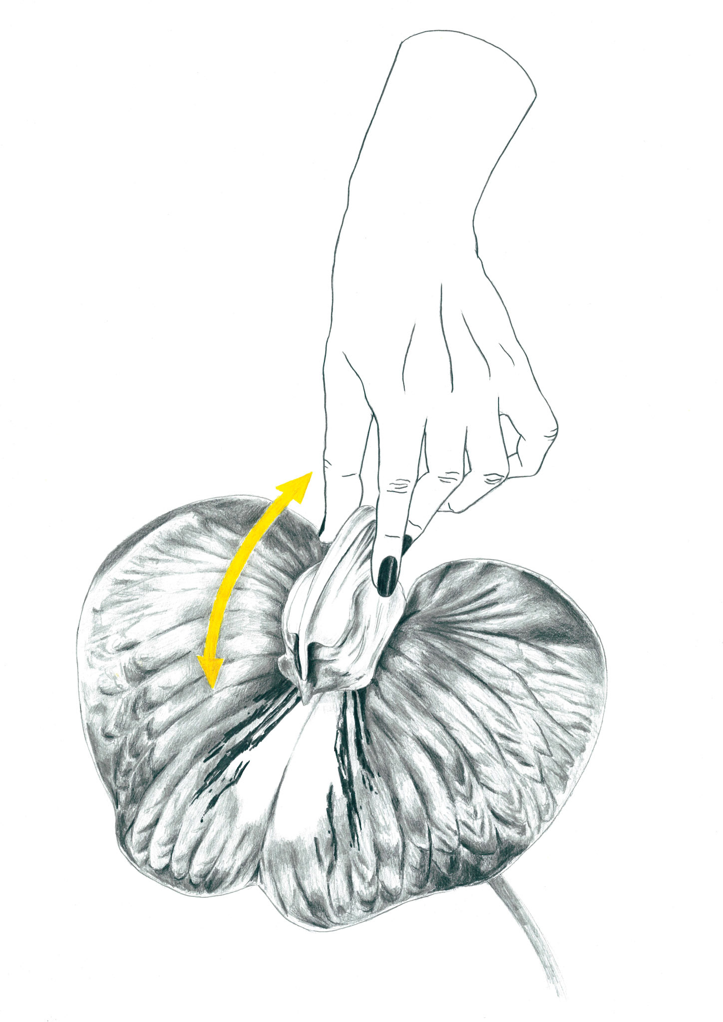 Sans titre, (série «Horti·cul·ture (clin d’oeil lubrique à Jousissance Club)»), 2019, graphite sur papier, 29,7 x 42 cm © Alexia Atmouni