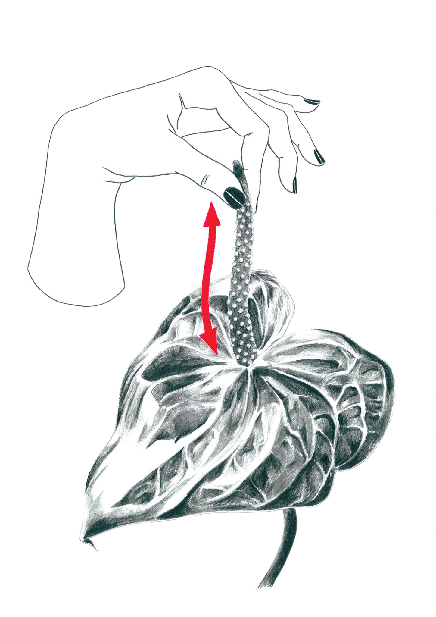Sans titre, (série «Horti·cul·ture (clin d’oeil lubrique à Jousissance Club)»), 2019, graphite sur papier, 29,7 x 42 cm Dans la vie... ? © Alexia Atmouni