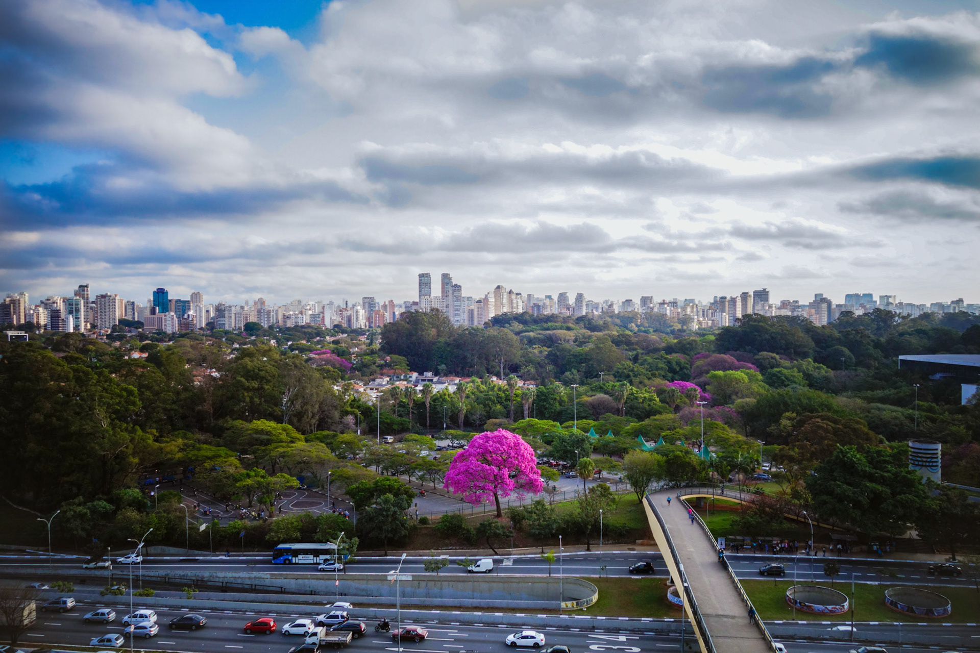 The Pink King's Tree Sao Paulo Brasil