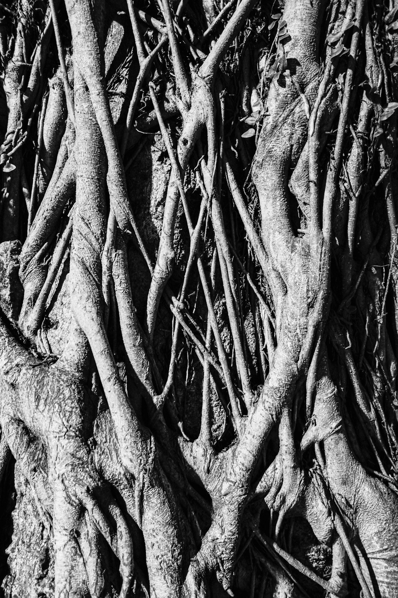Roots