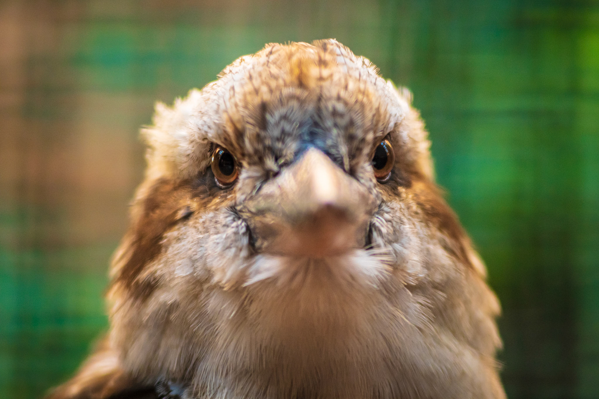 kookaburra Close Up Berlin Germany