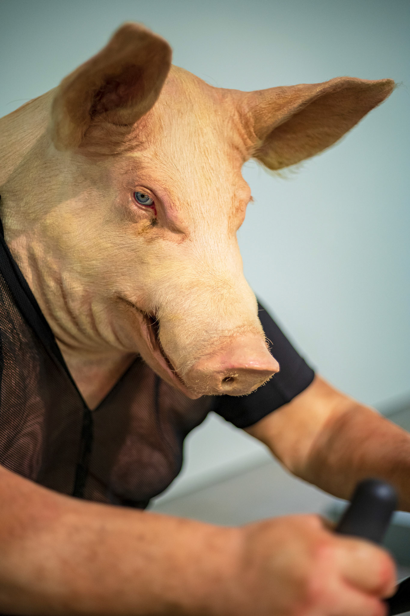 Little Piggy went for a bike ride