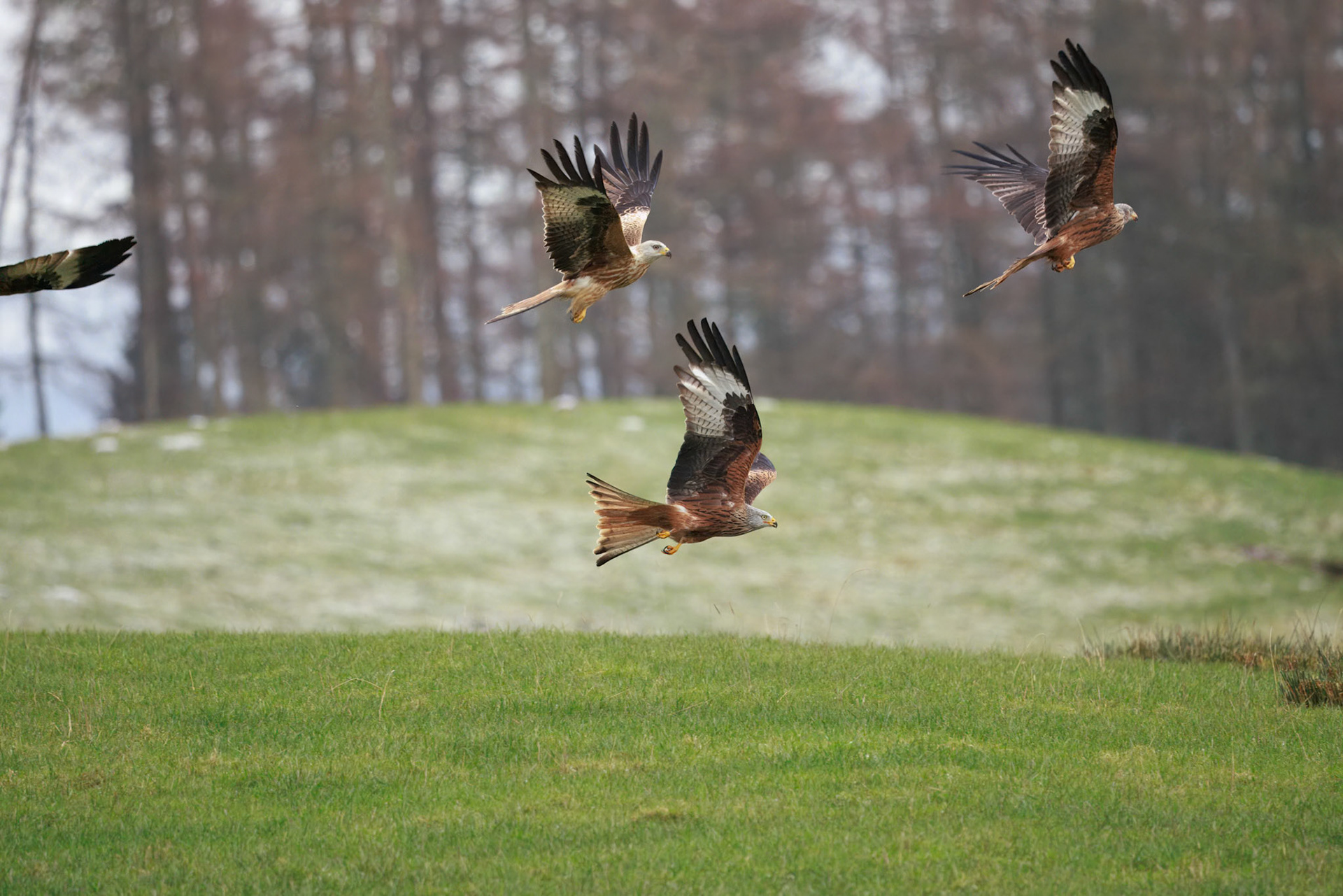 Red Tailed Kite