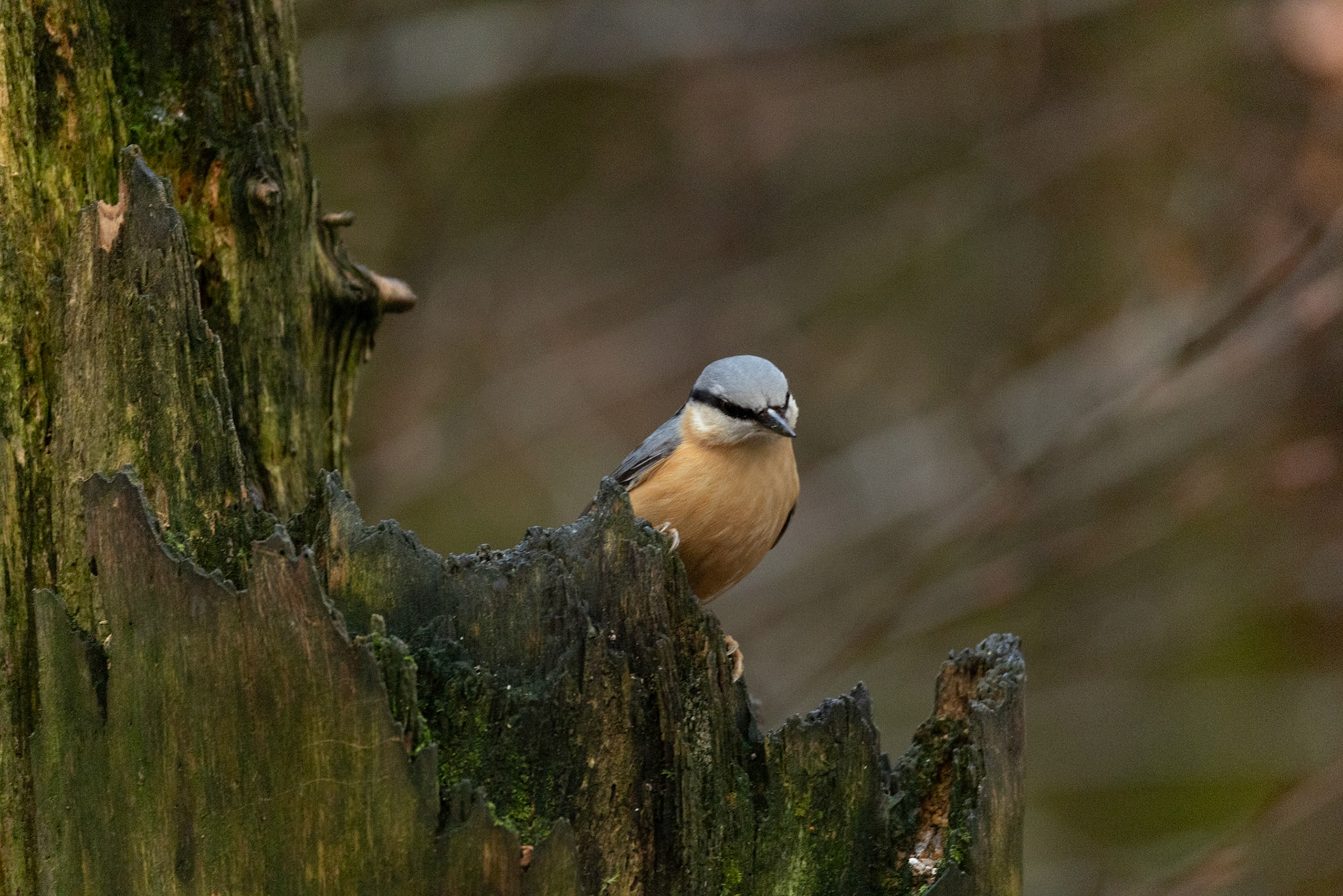 Nuthatch