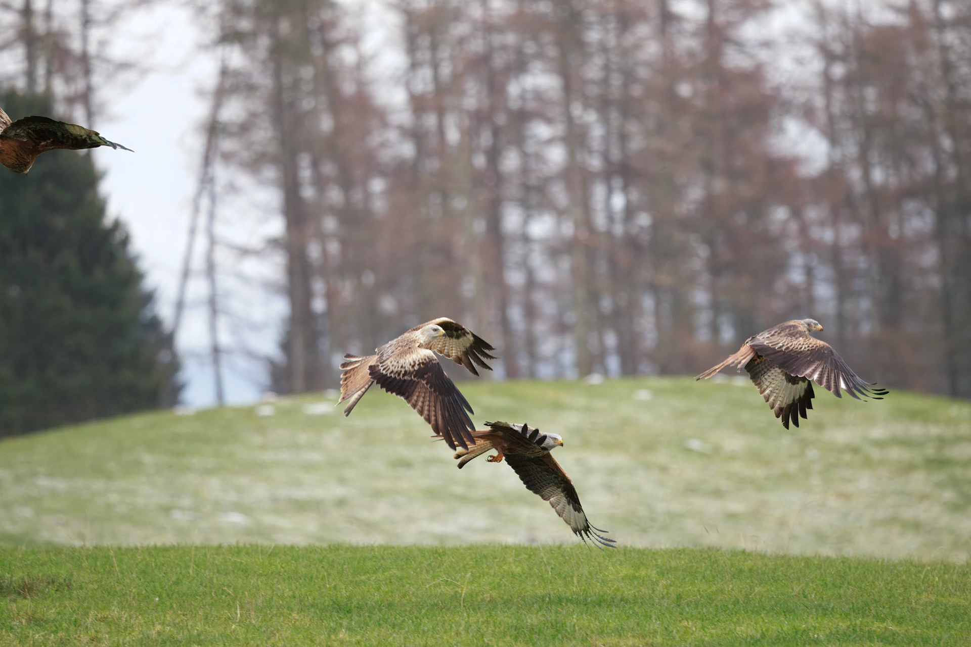 Red Tailed Kite