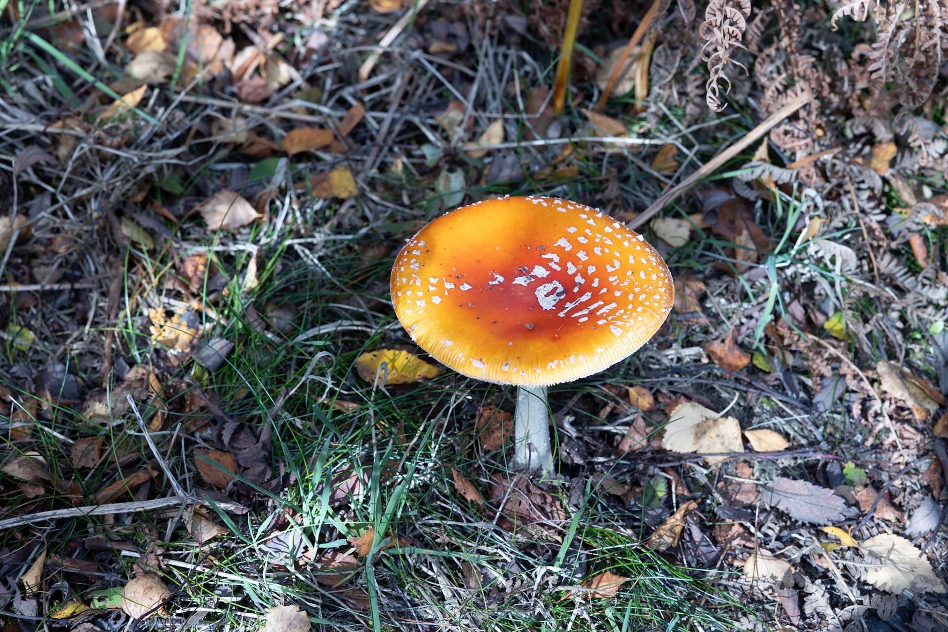 Fly agaric