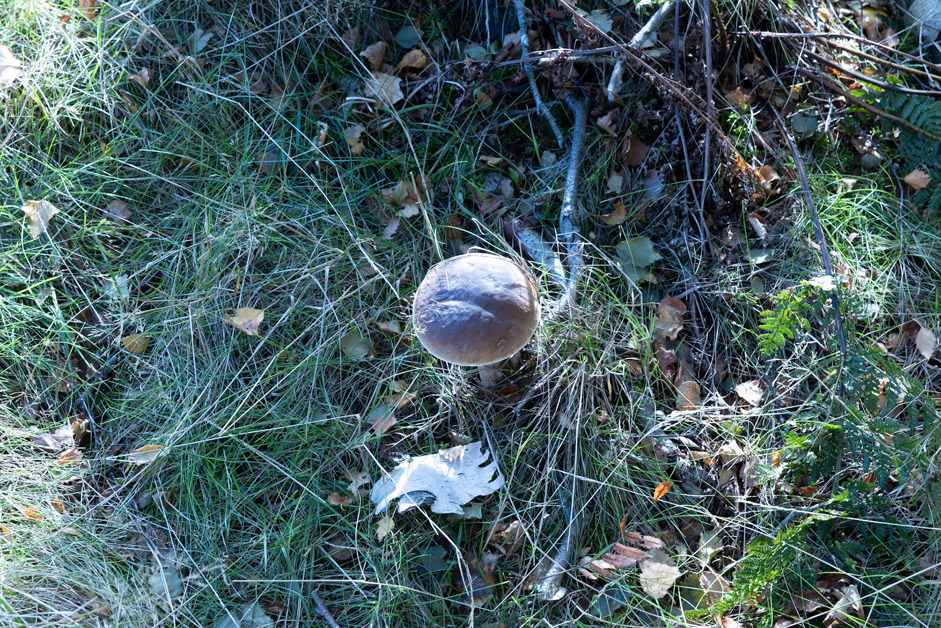 Bolete mushroom