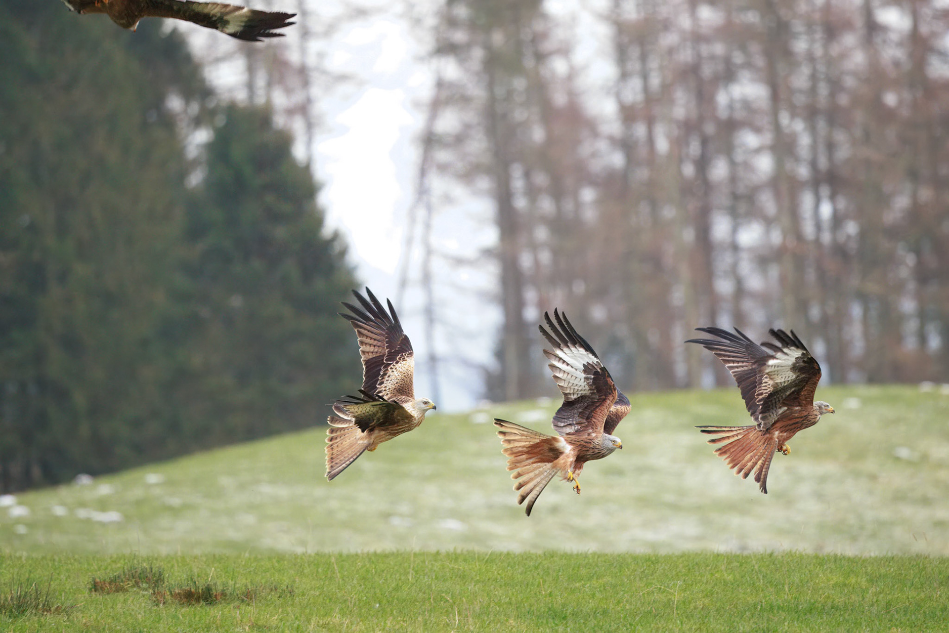 Red Tailed Kite