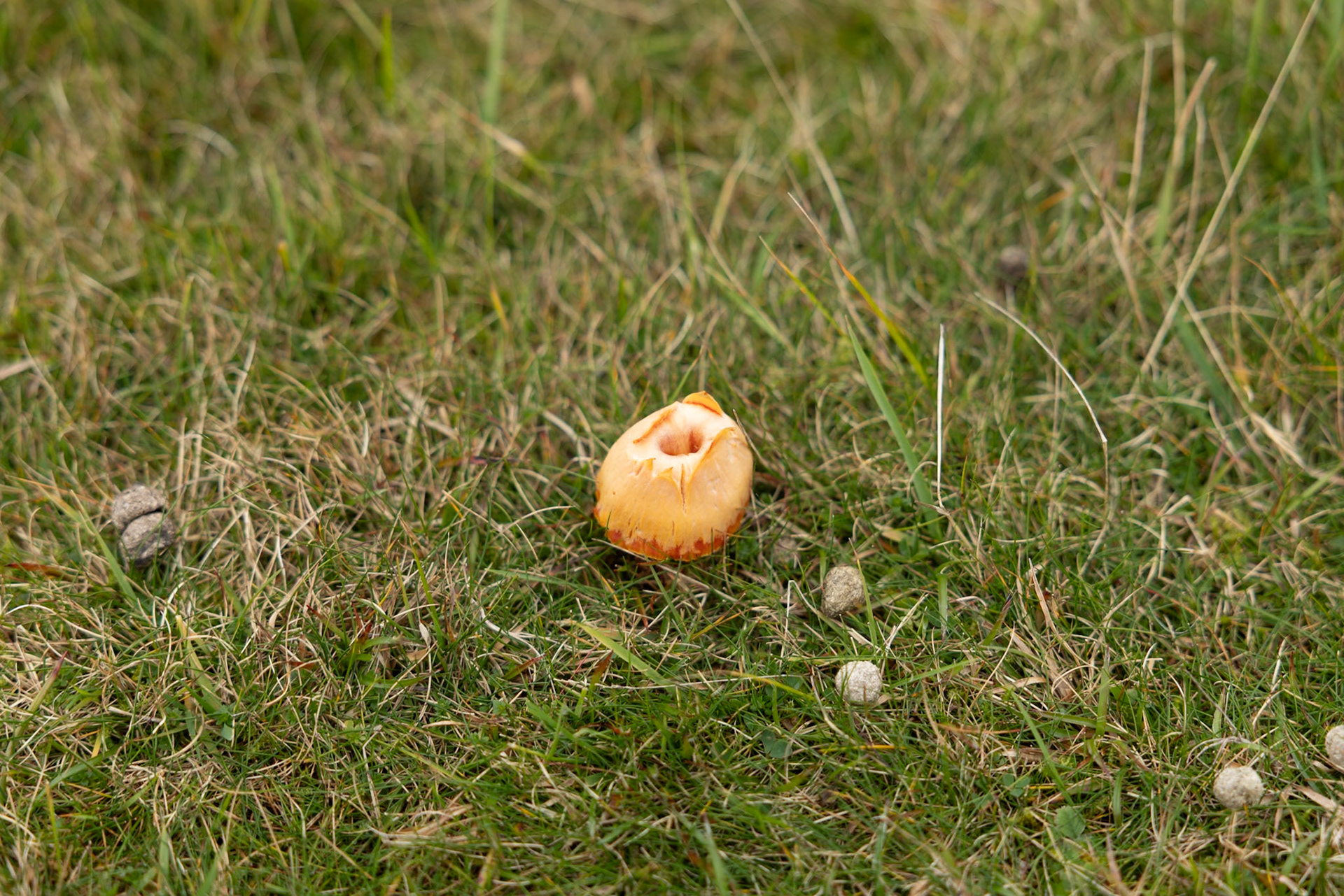 Scarlet Wax Cap
