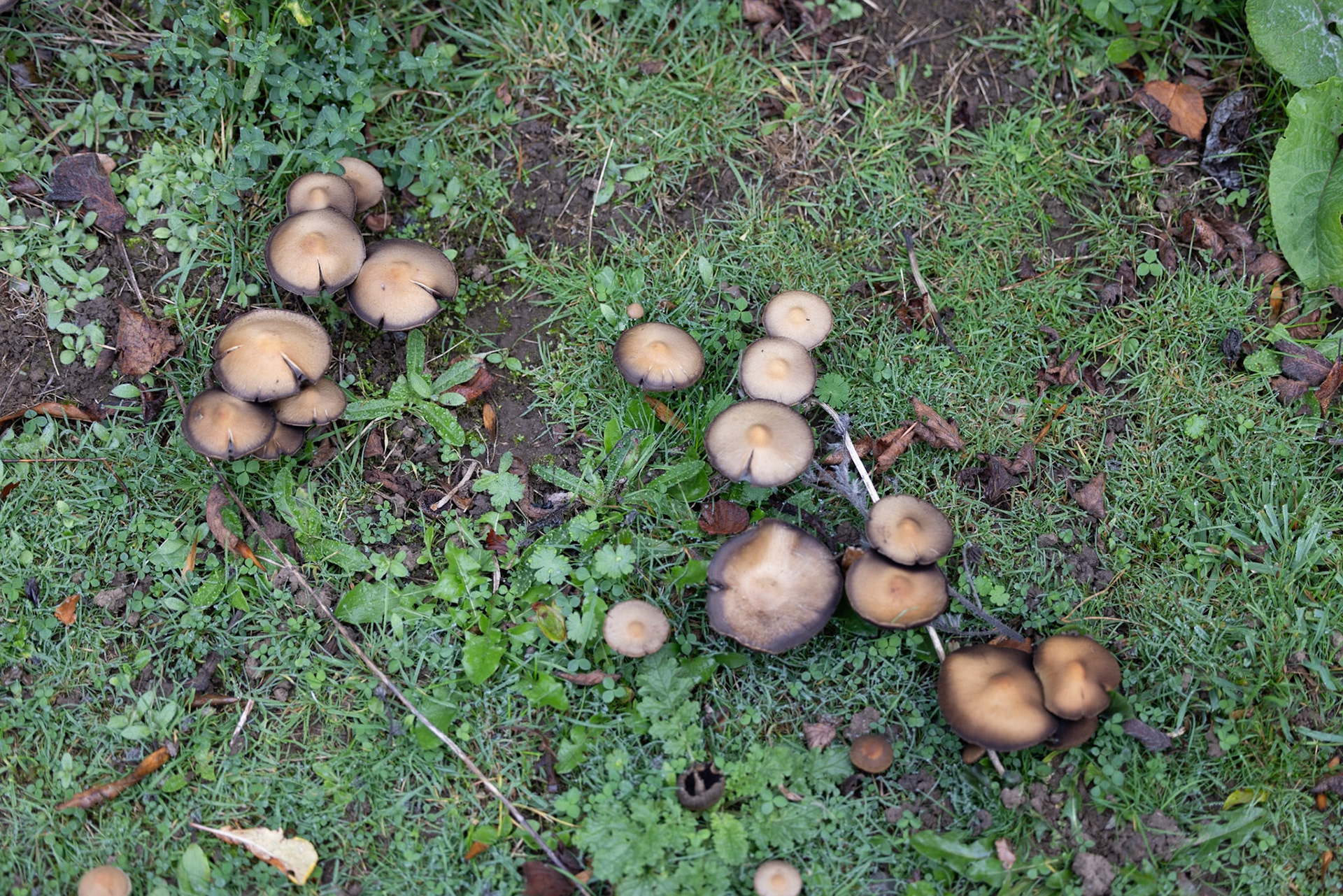 Small Brown Mushroom
