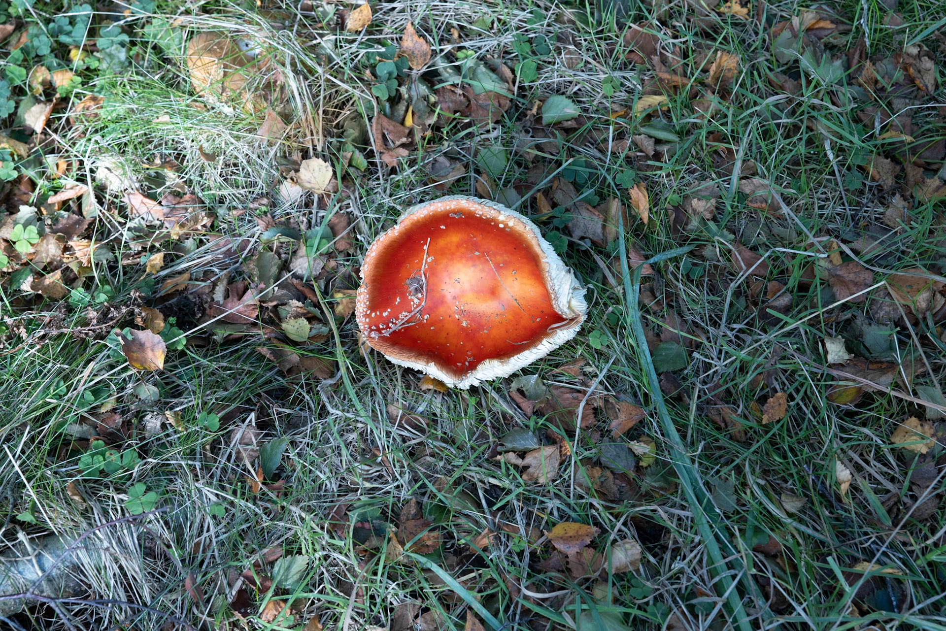 Fly agaric