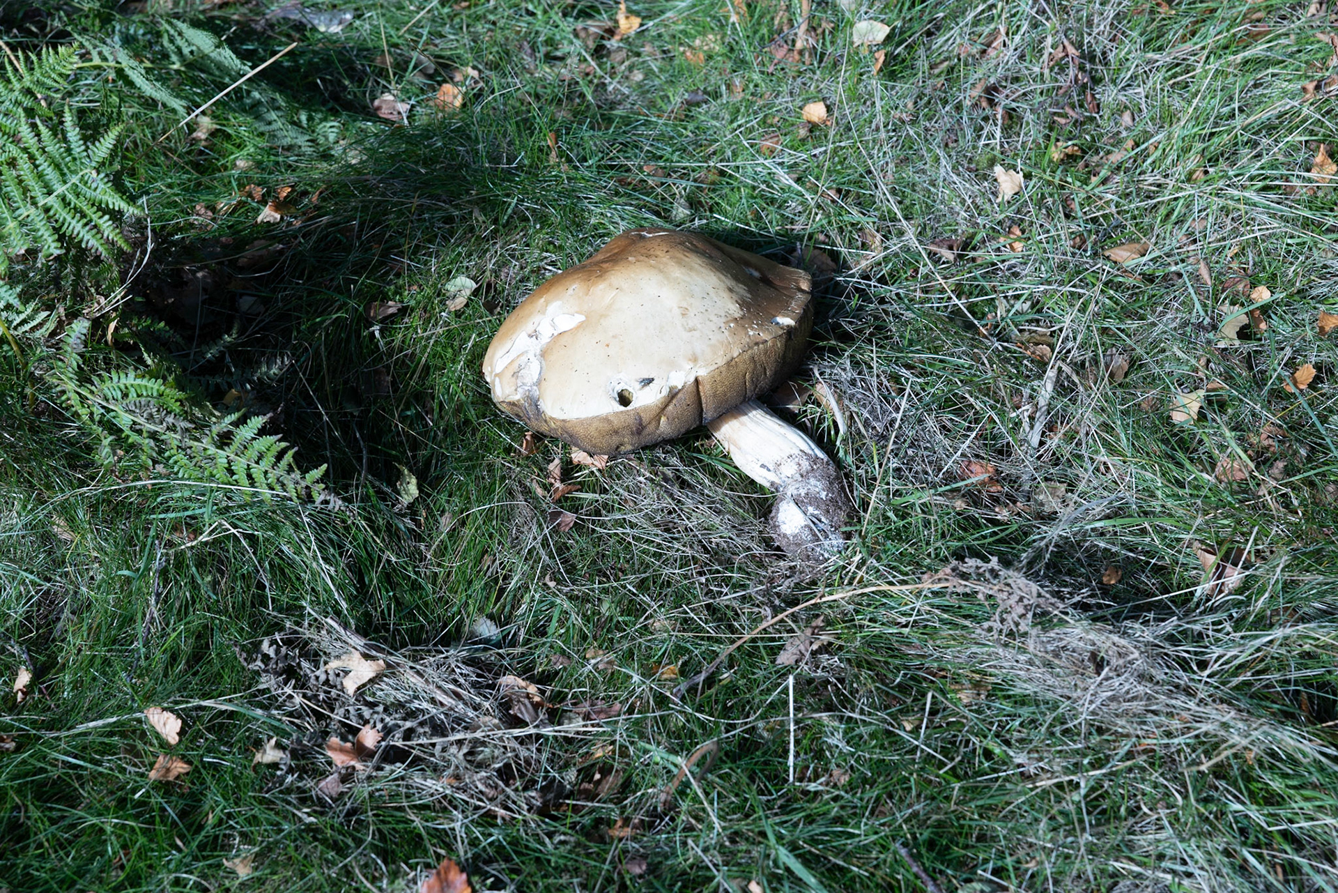 Bolete mushroom
