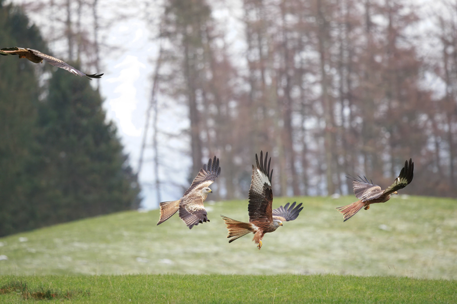 Red Tailed Kite