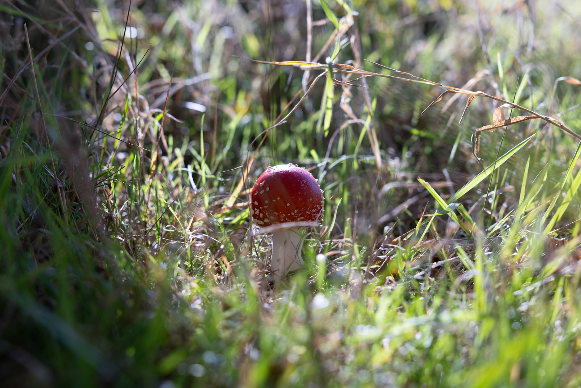 Fly agaric