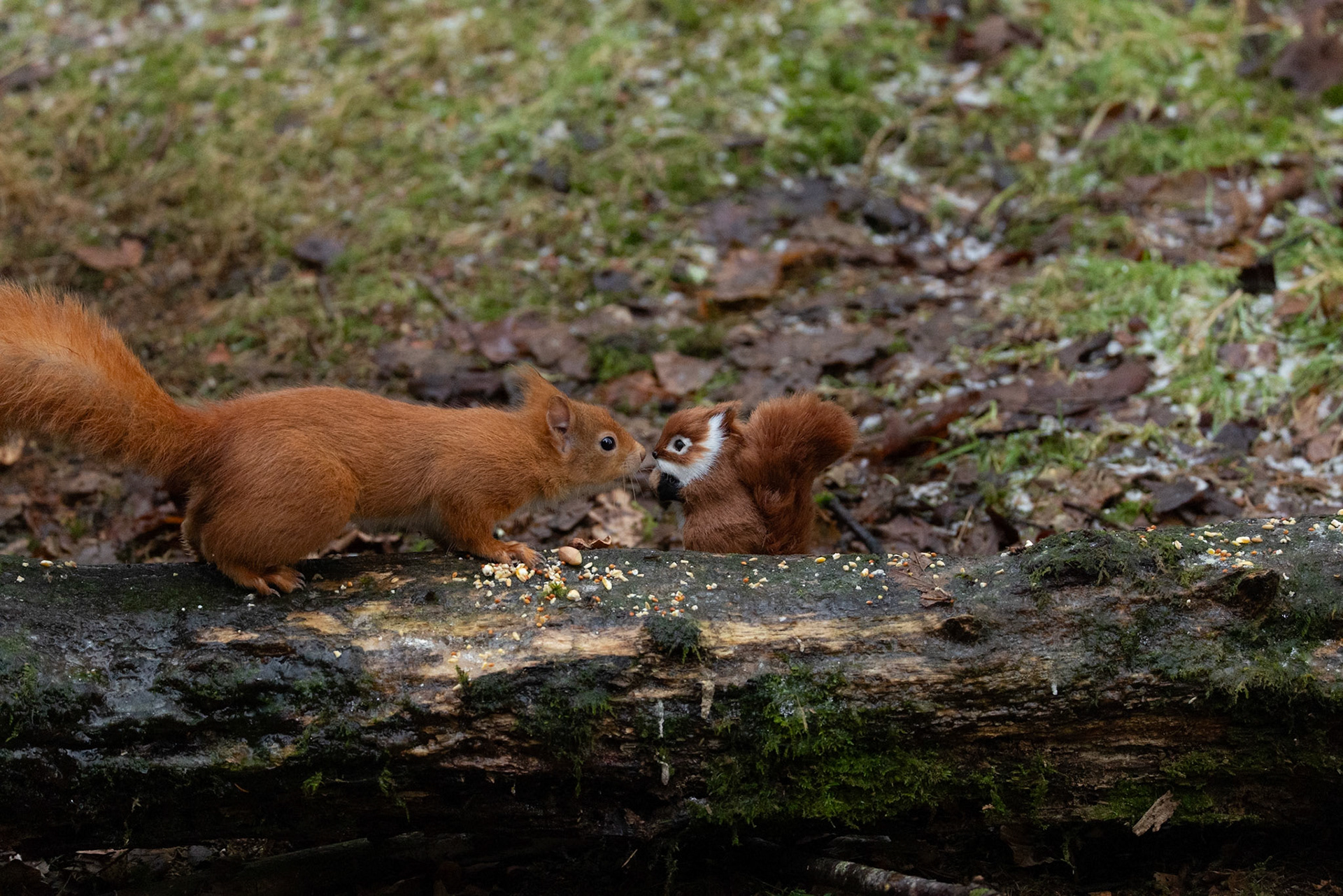 Red Squirrel meets toy squirrel