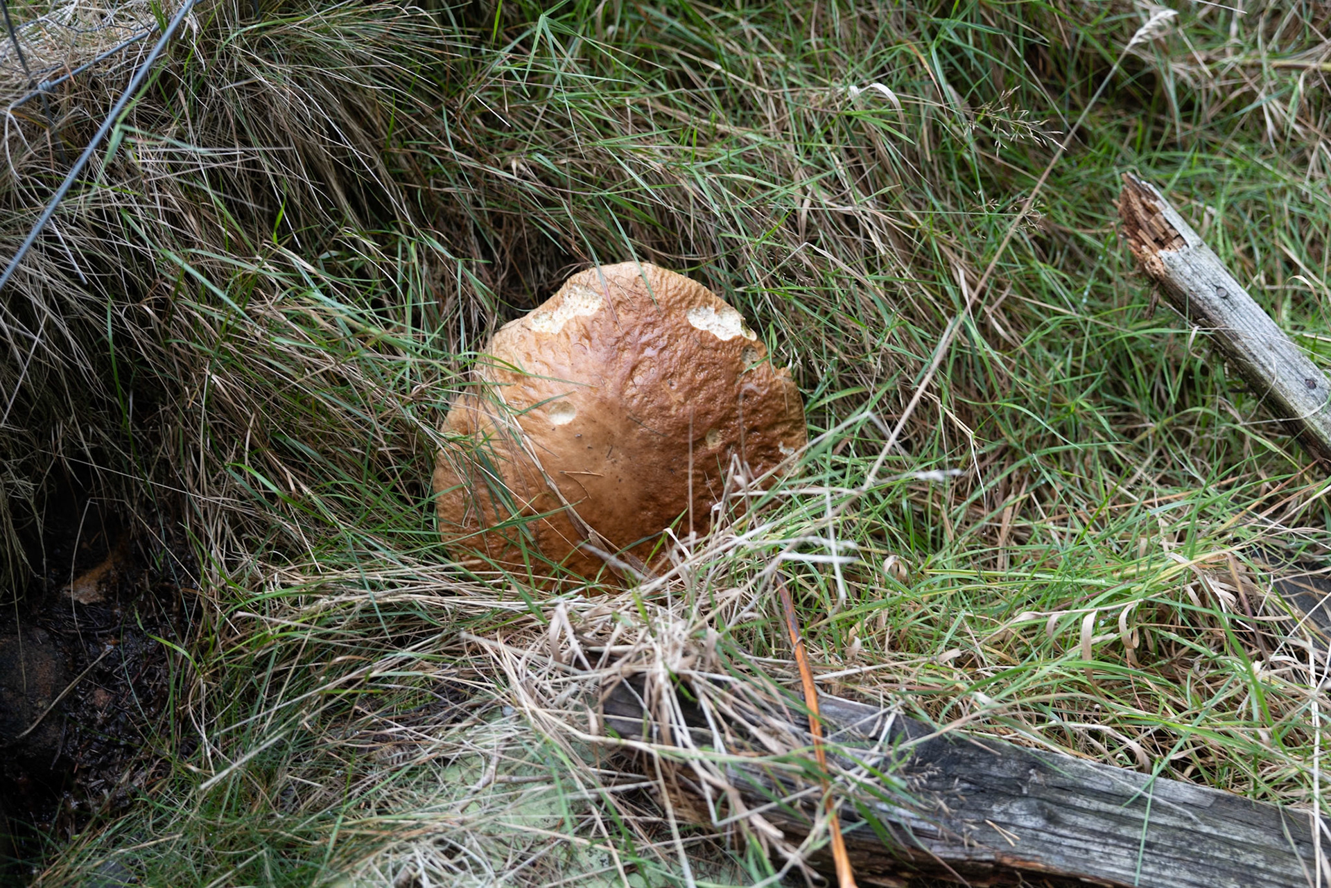 Bolete mushroom