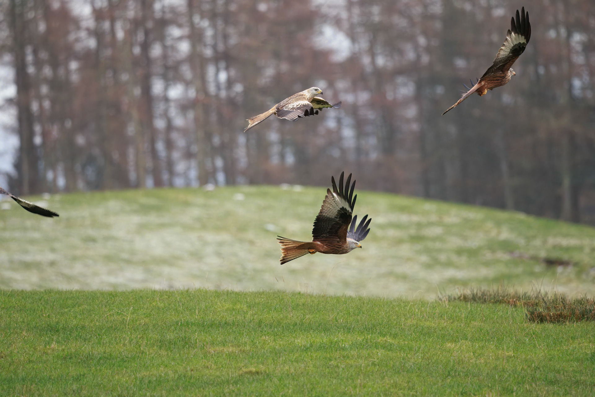 Red Tailed Kite