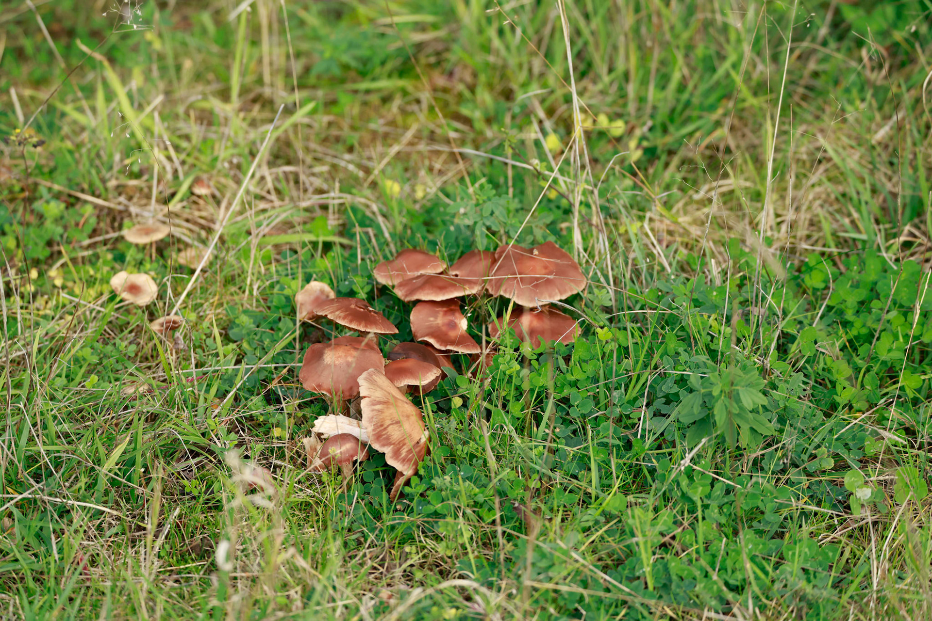 Scarlet Wax Cap