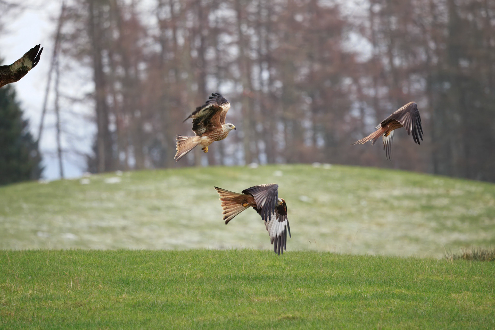 Red Tailed Kite