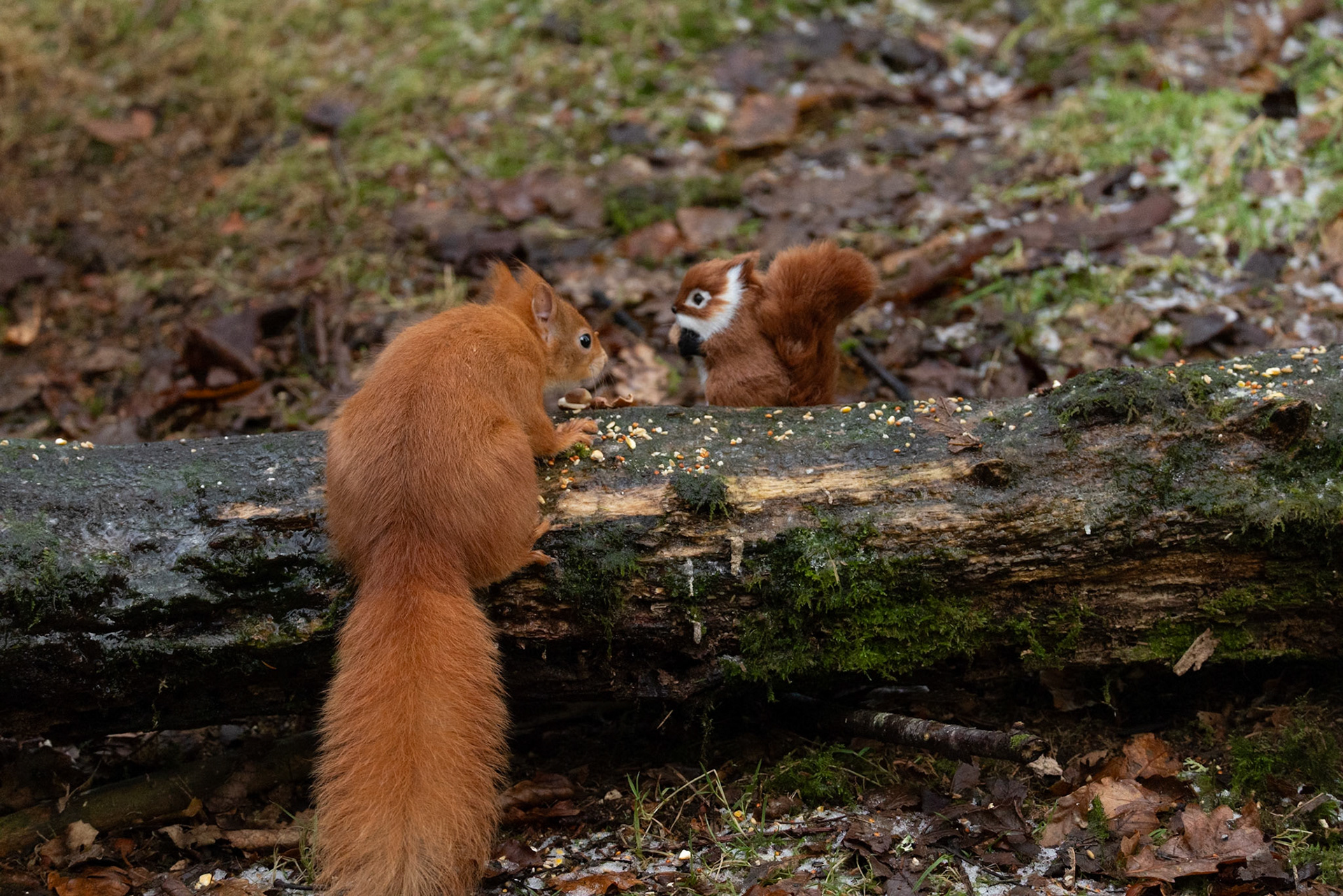 Red Squirrel meets toy squirrel