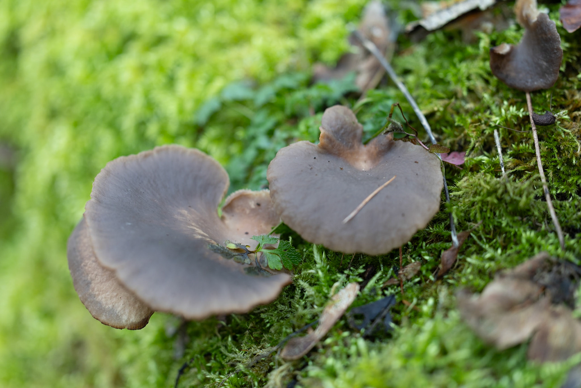 Wood decaying bracket - cup fungi