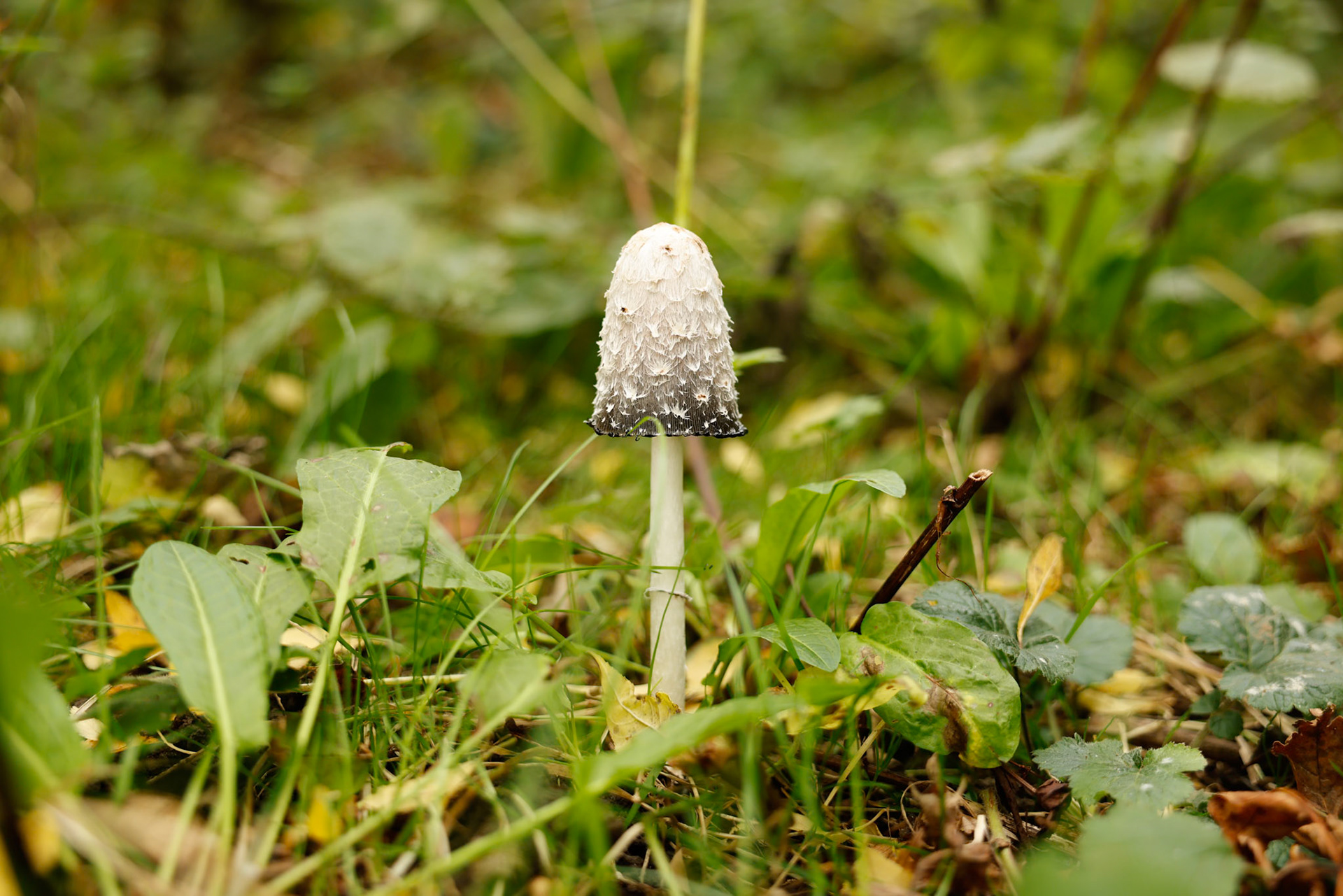 Shaggy Ink Cap