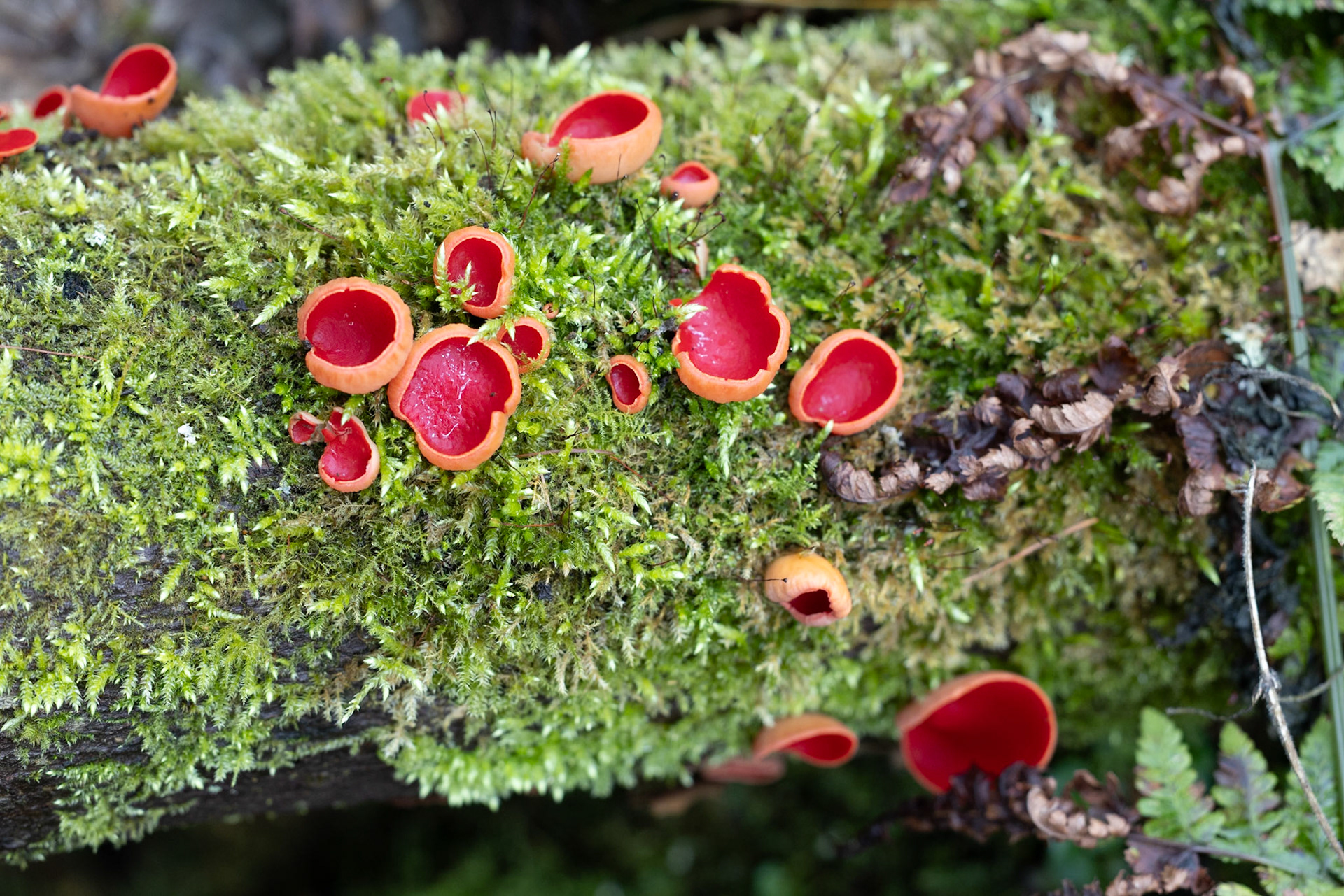 Scarlet Elf Cup