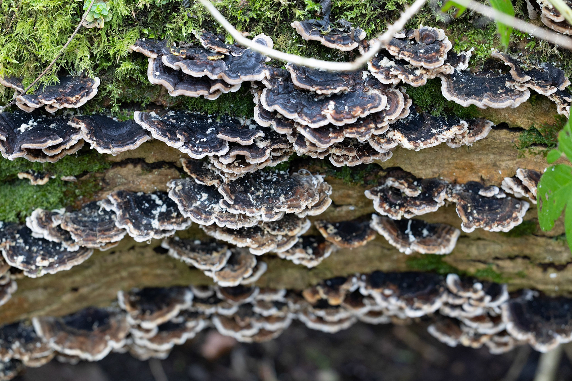 Turkey Tail