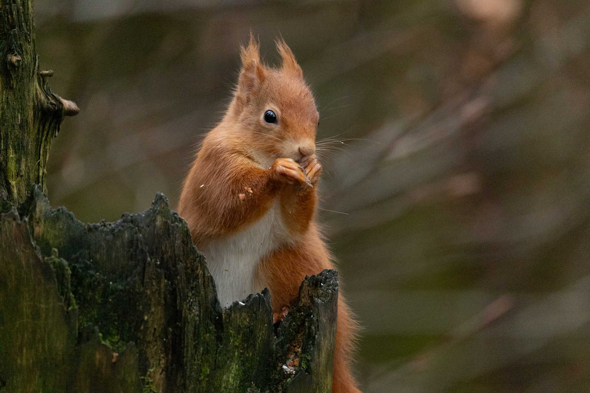 Red Squirrel