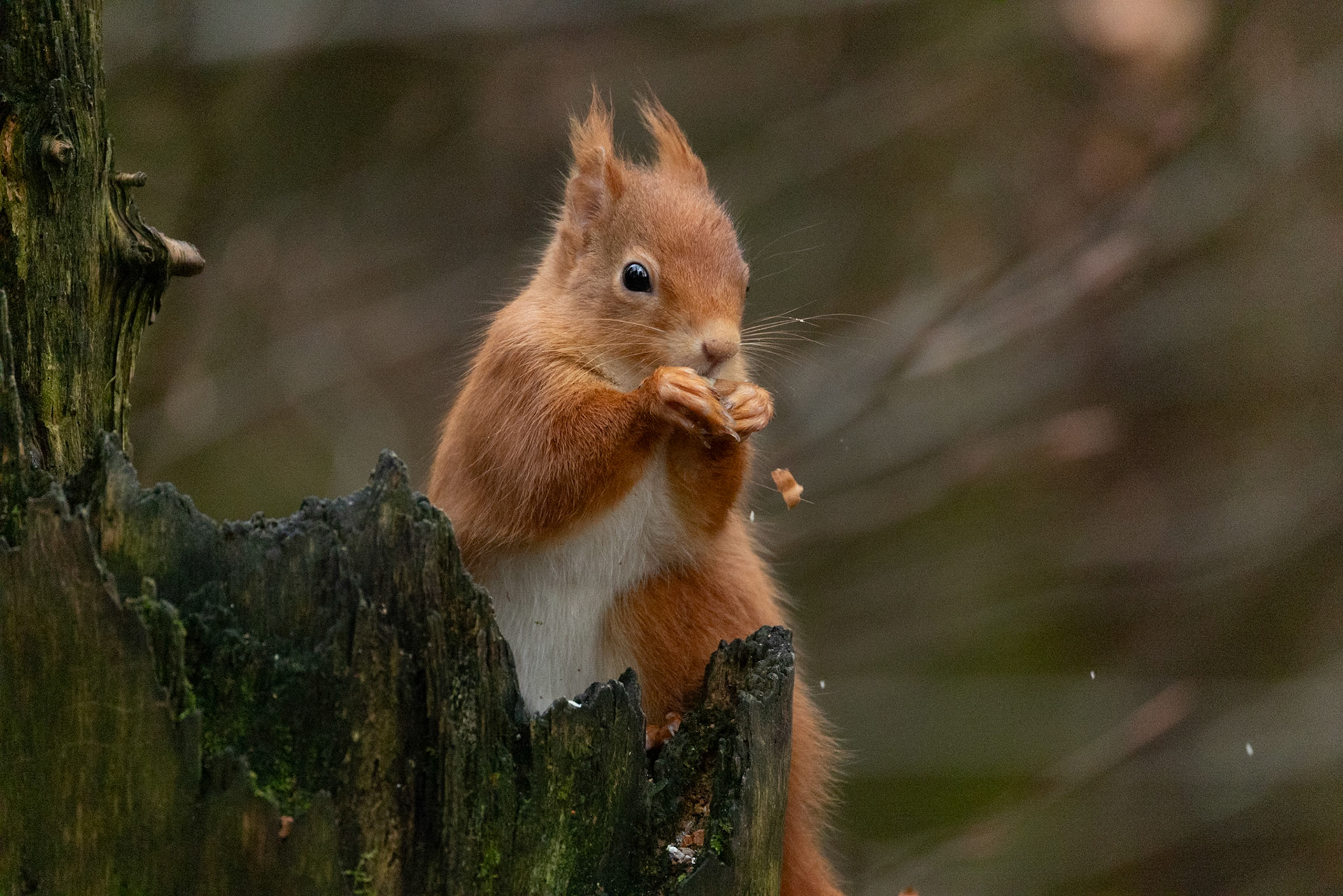 Red Squirrel