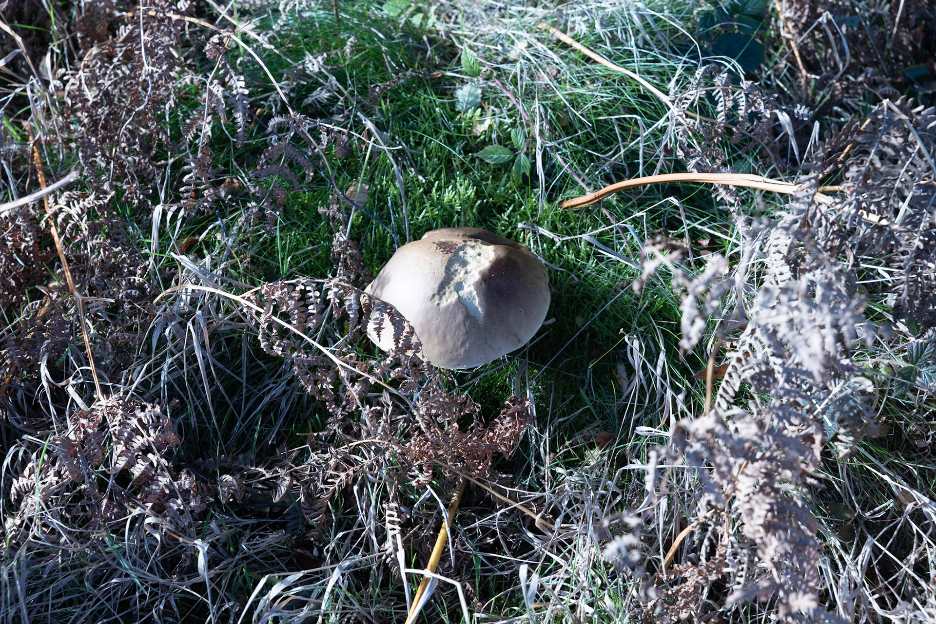 Bolete mushroom