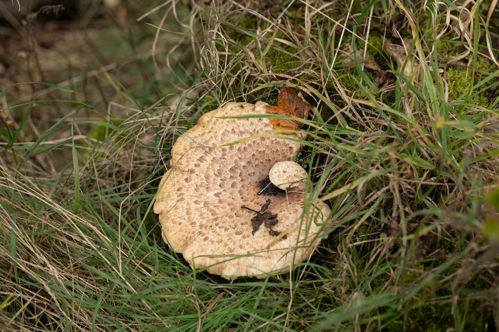 Dryad's Saddle