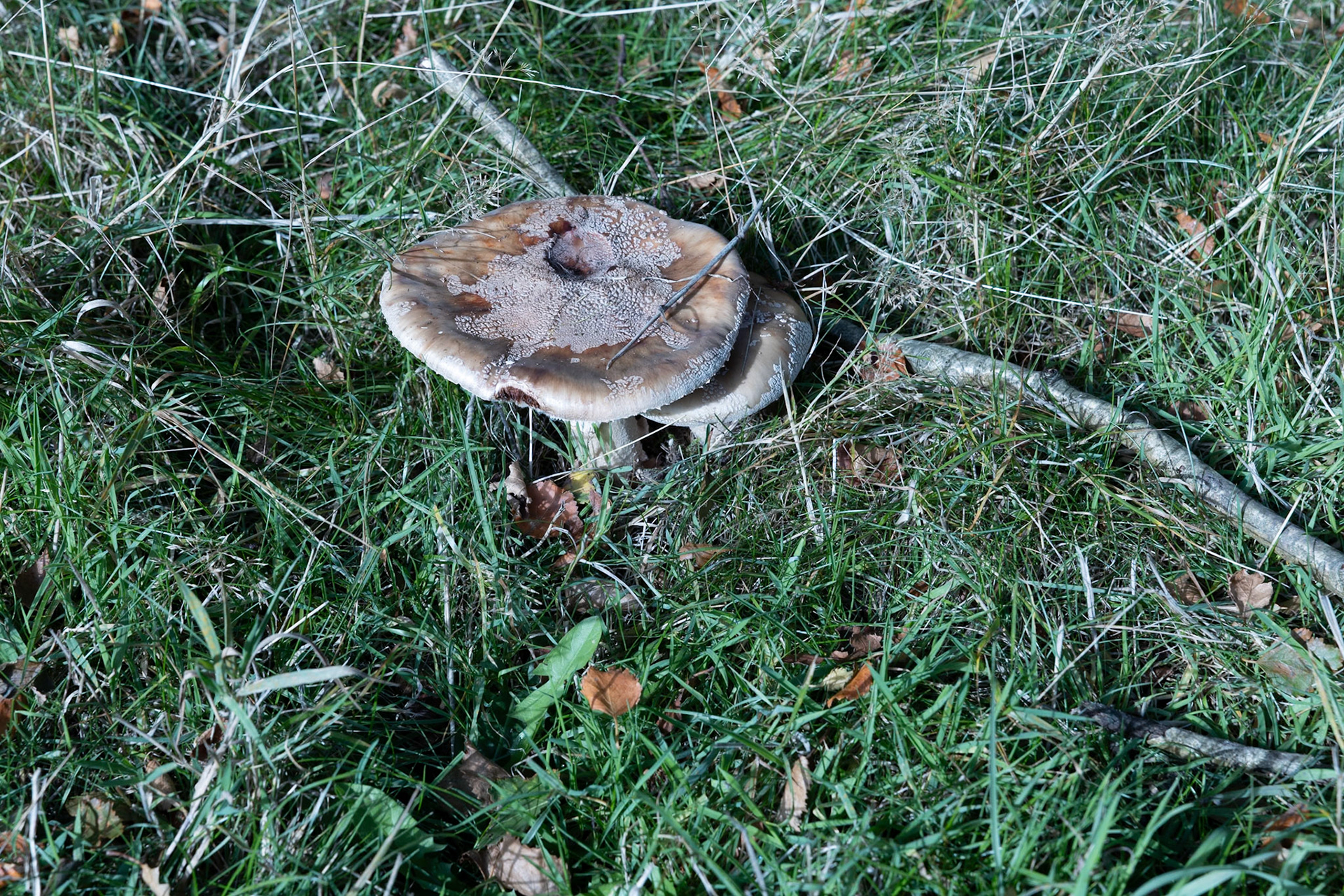 Aging Amanita