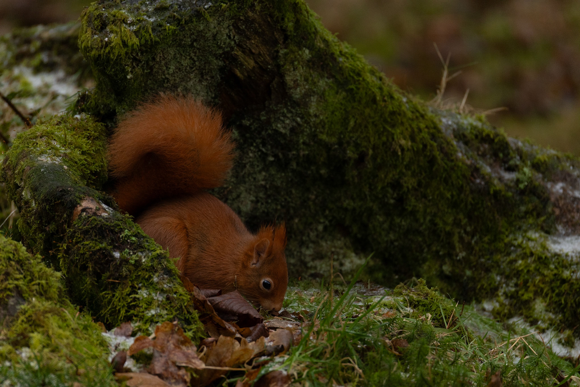 Red Squirrel