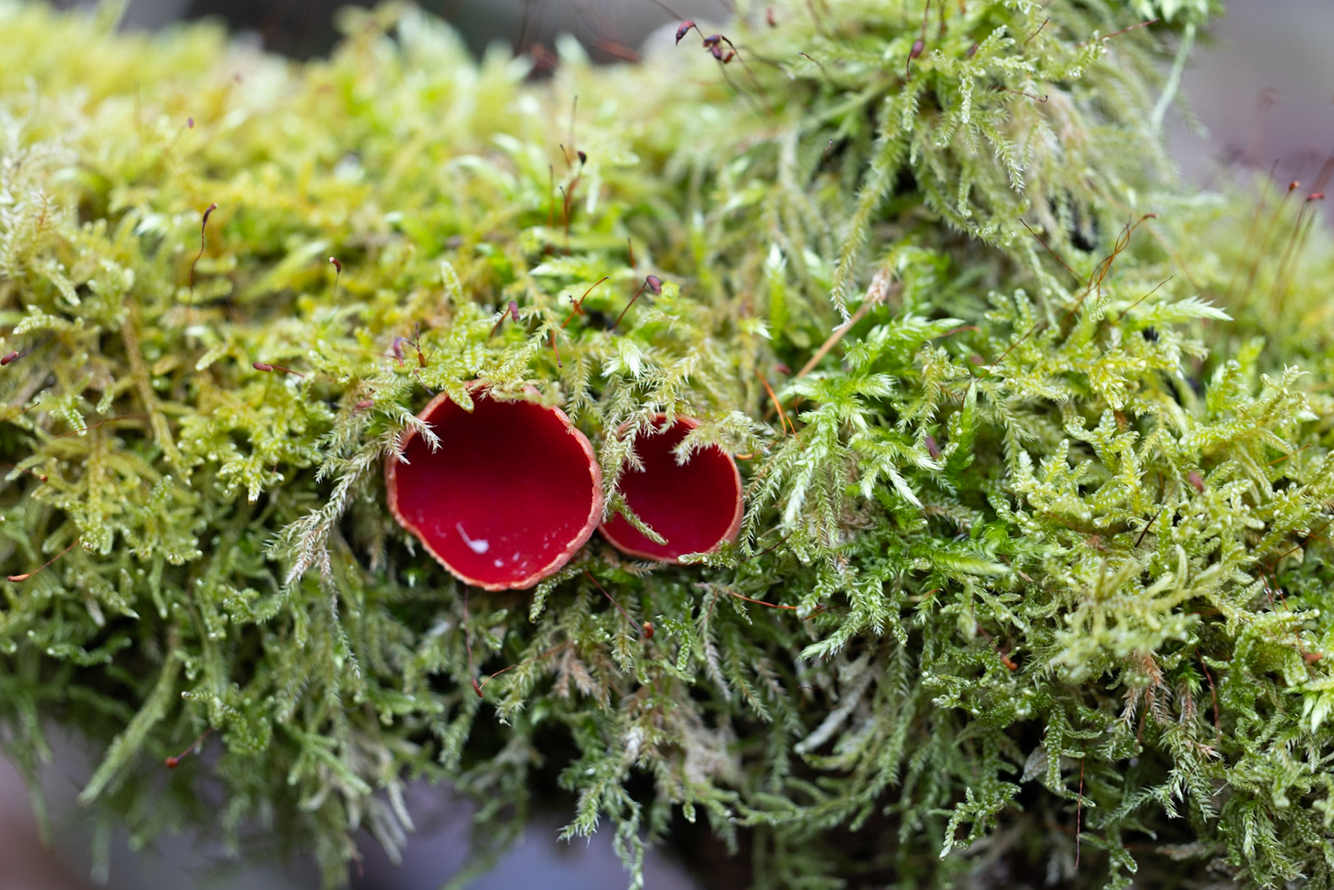 Scarlet Elf Cup