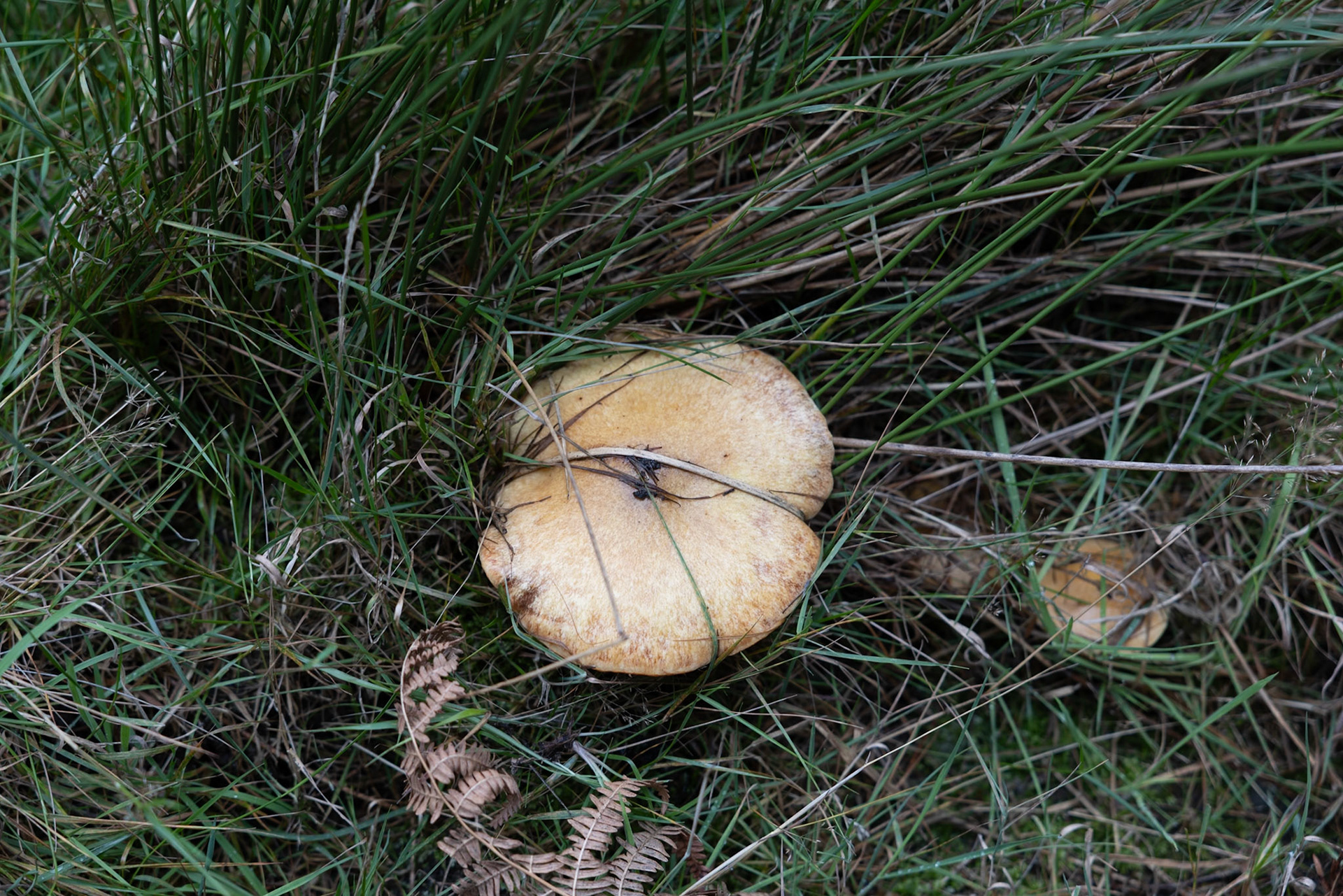 Orange buff mushroom